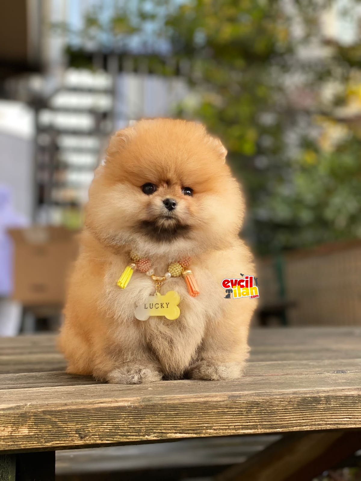 Oranj Dişi Pomeranian Boo Yavrumuz 