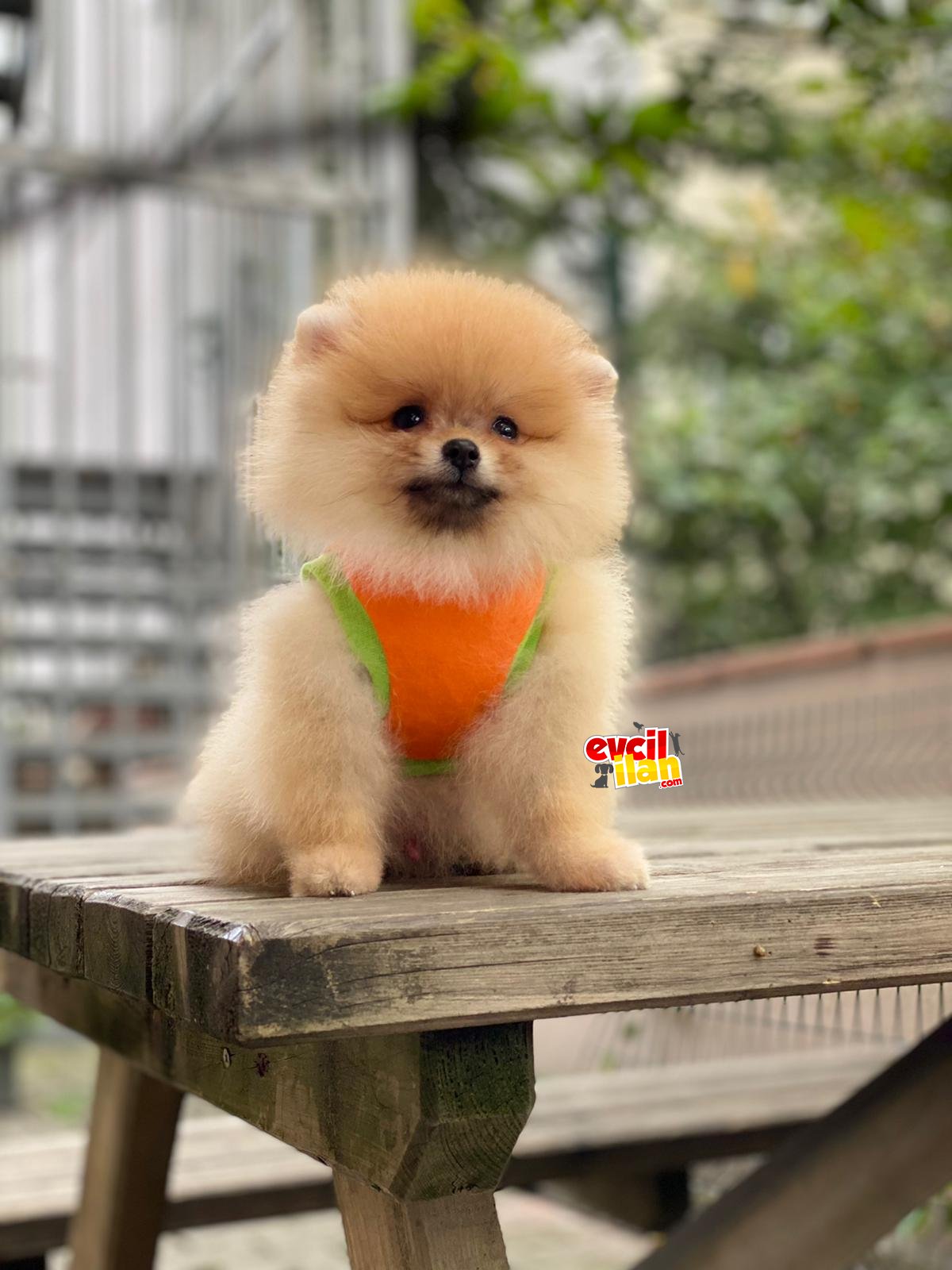 Oranj Mini Boy Orjinal Pomeranian Boo 