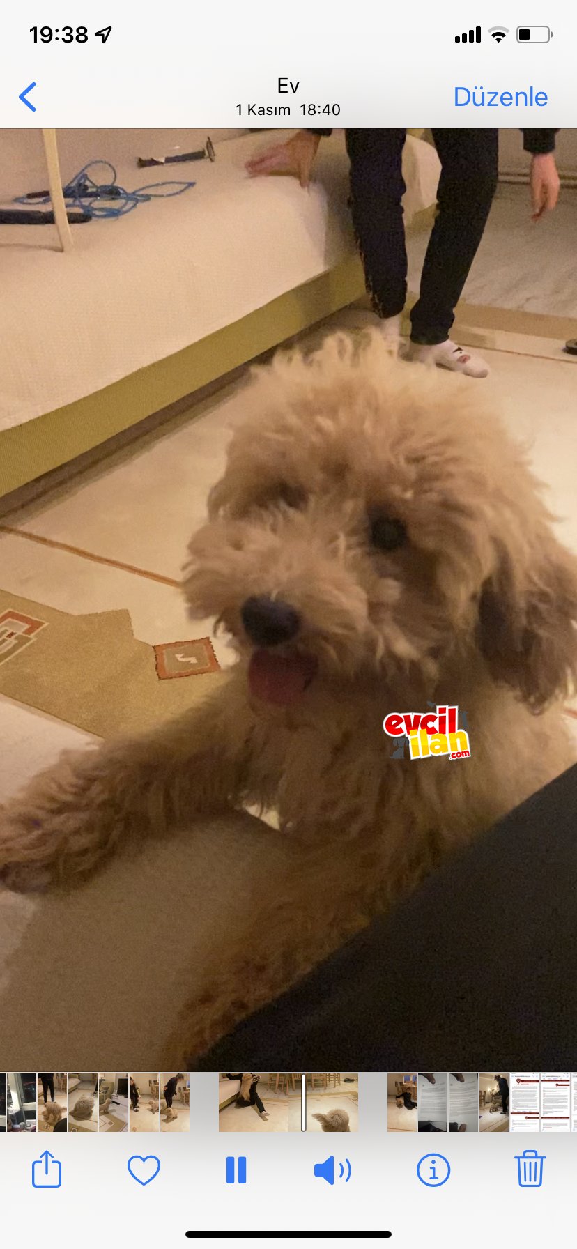 Orijinal Apricot 5 aylık yavru toy poodle 