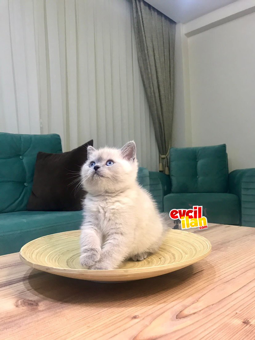 Orijinal british blue point