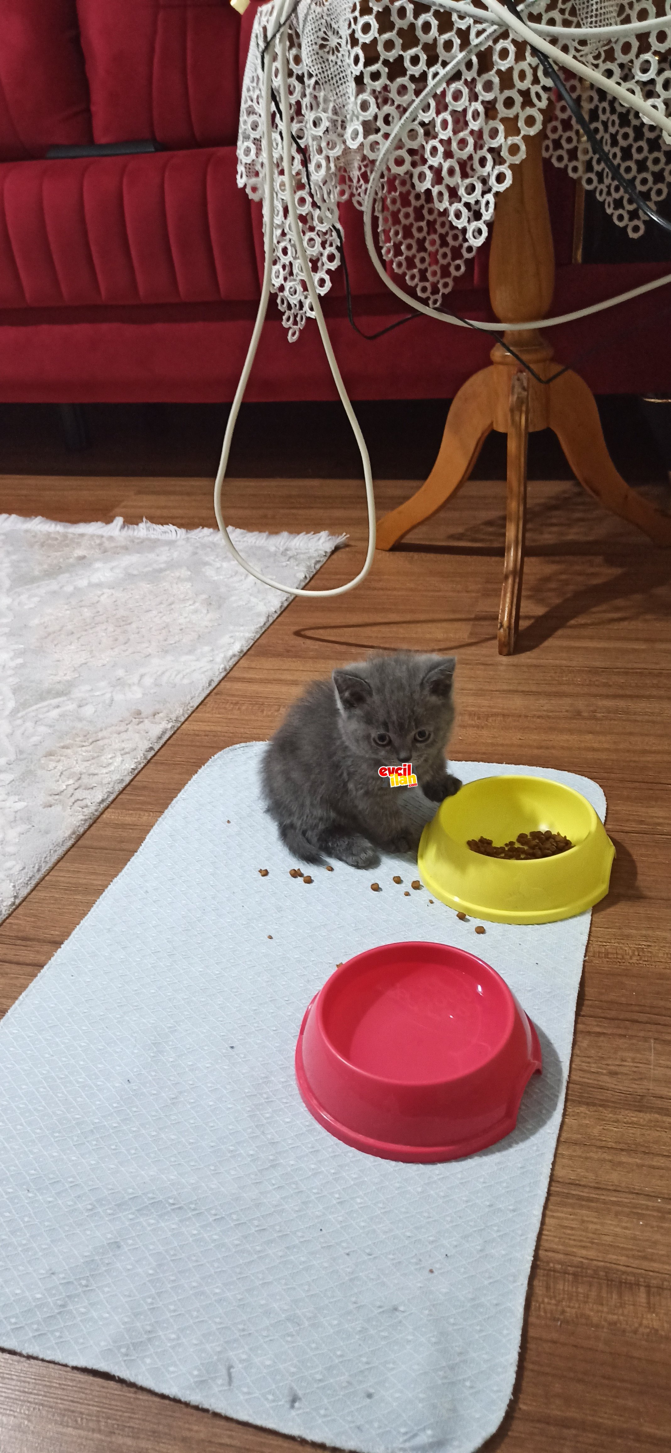 Orijinal British Shorthair 80 günlük erkek kedi