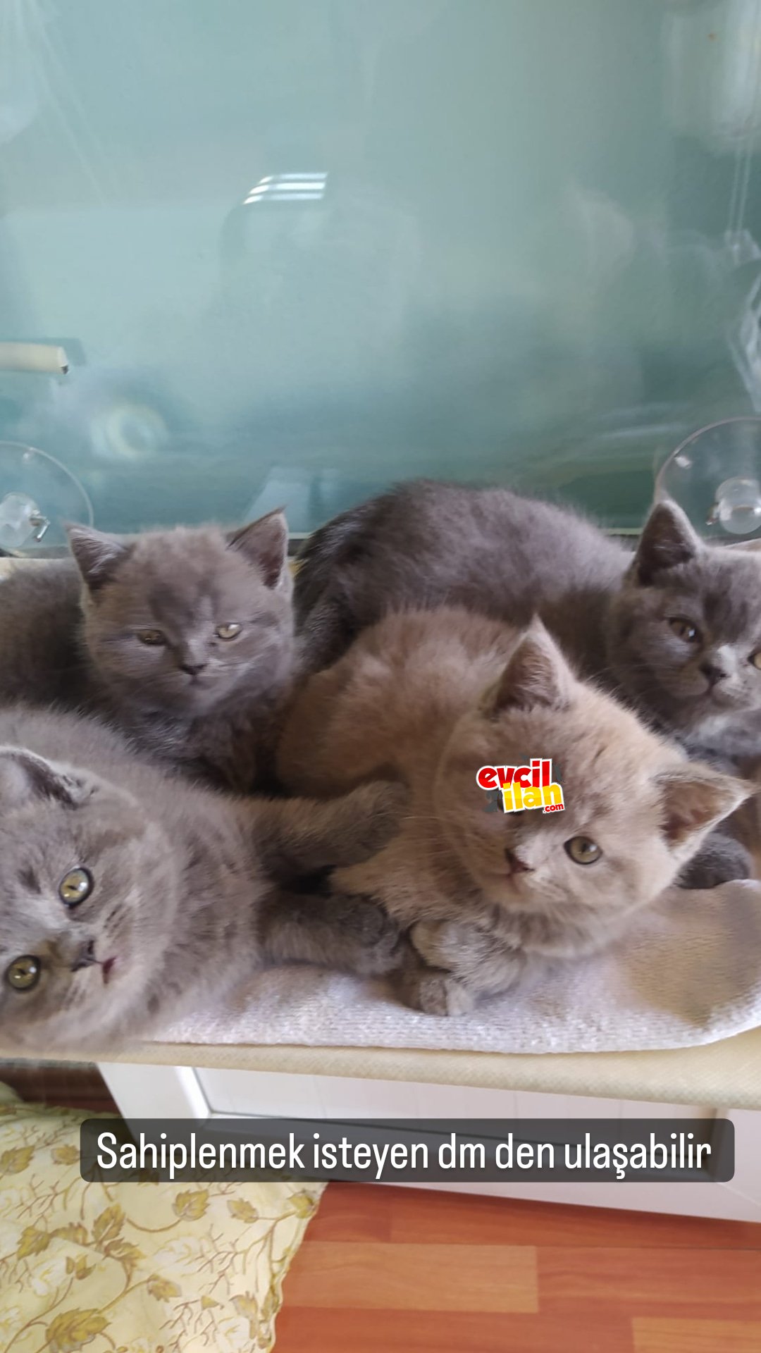 Orijinal British Shorthair yavrularımız sahiplerini bekliyor 