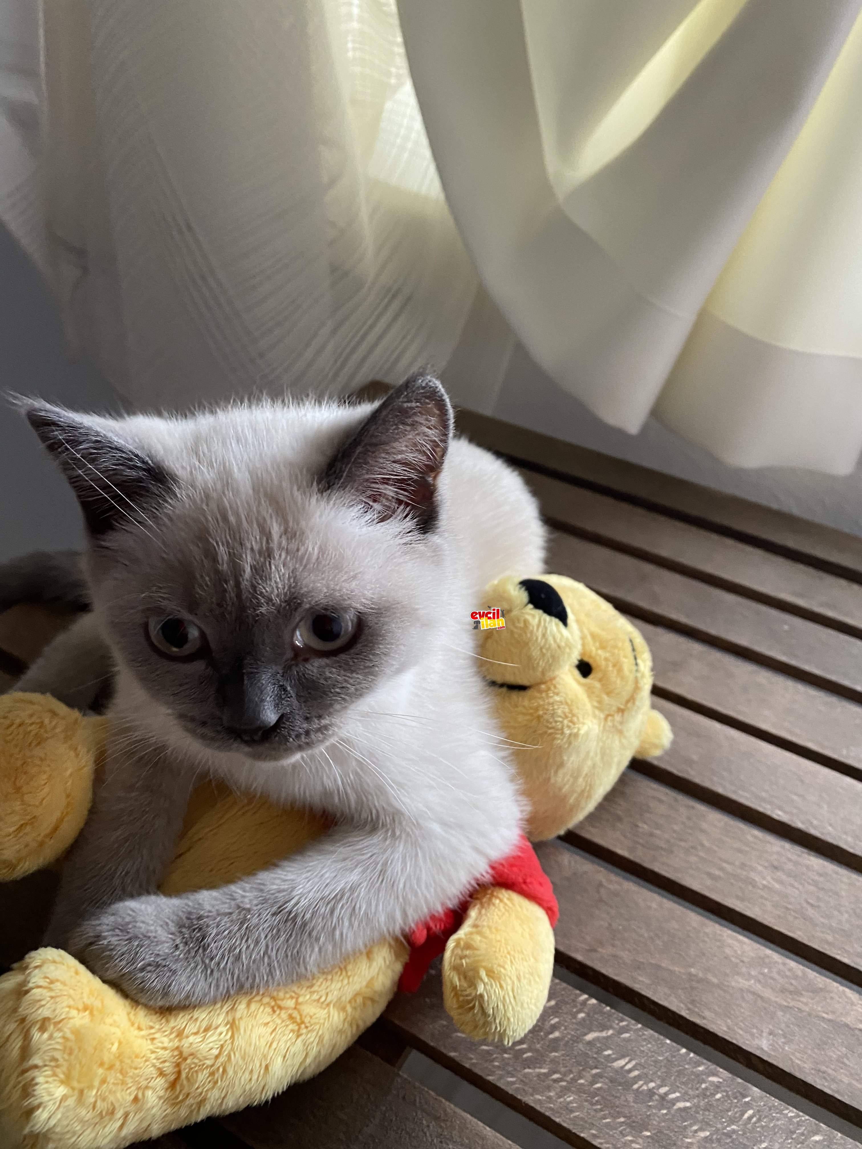 Orijinal british shorthair 