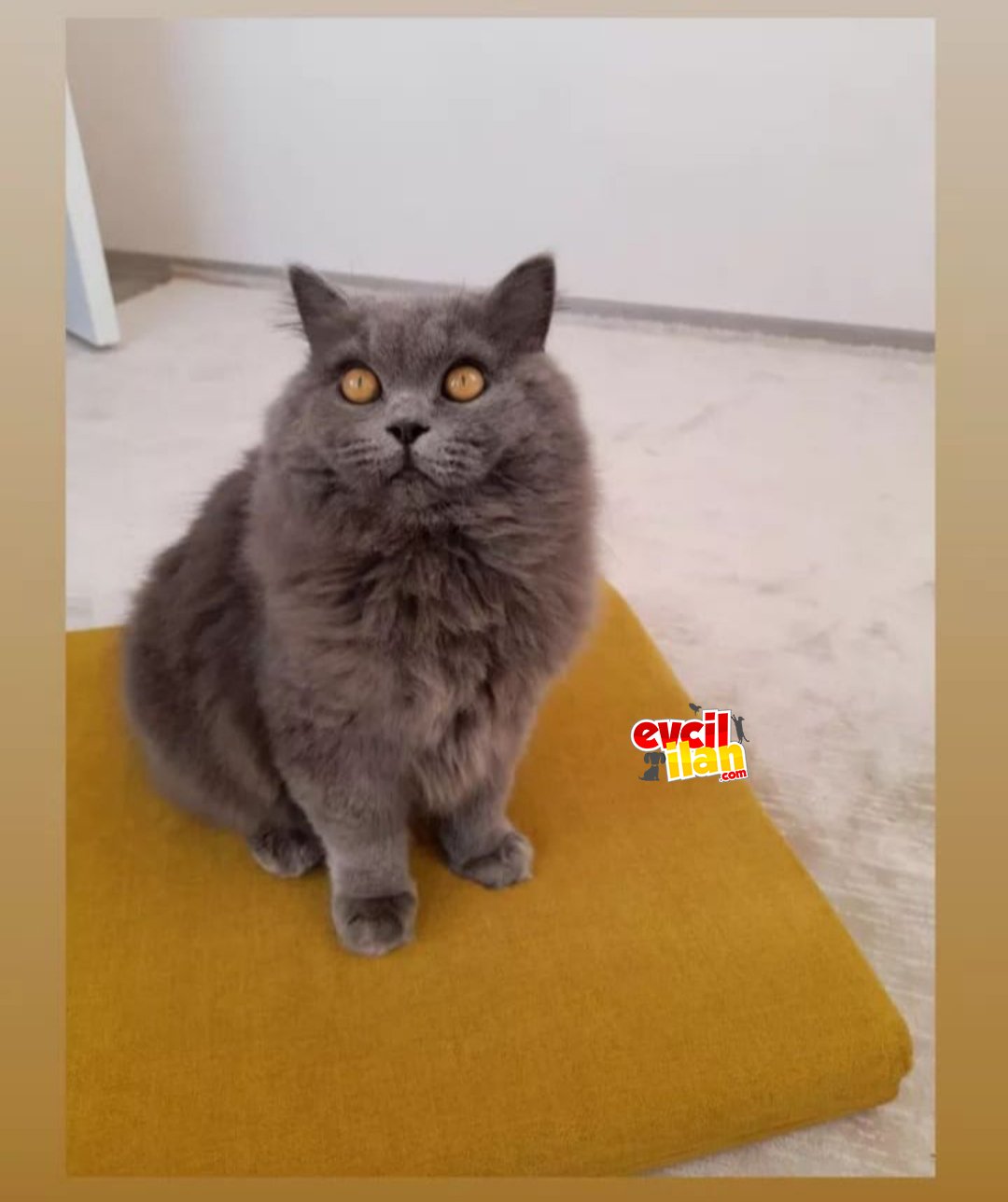 Orijinal british shorthair