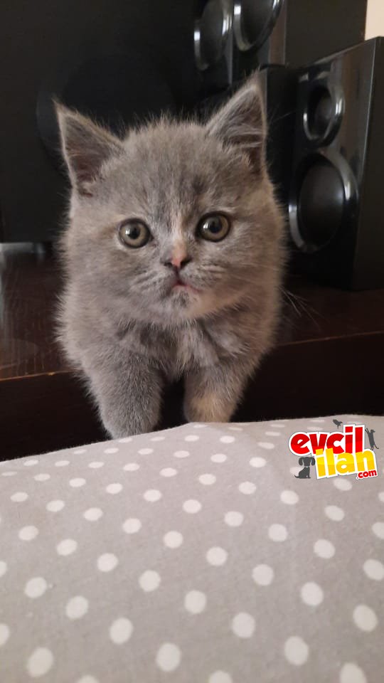 Orijinal British shorthair 