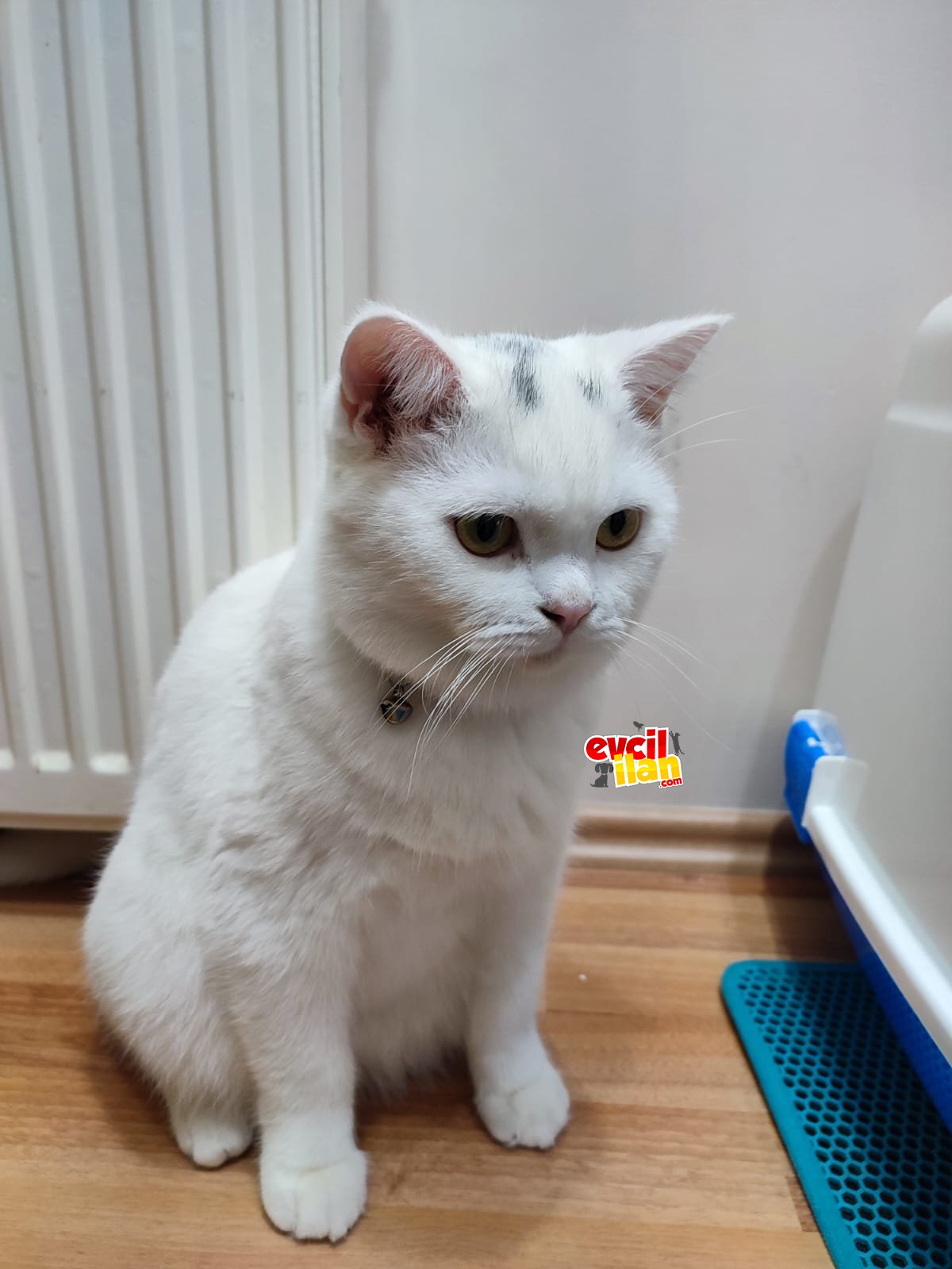 orijinal british shorthair