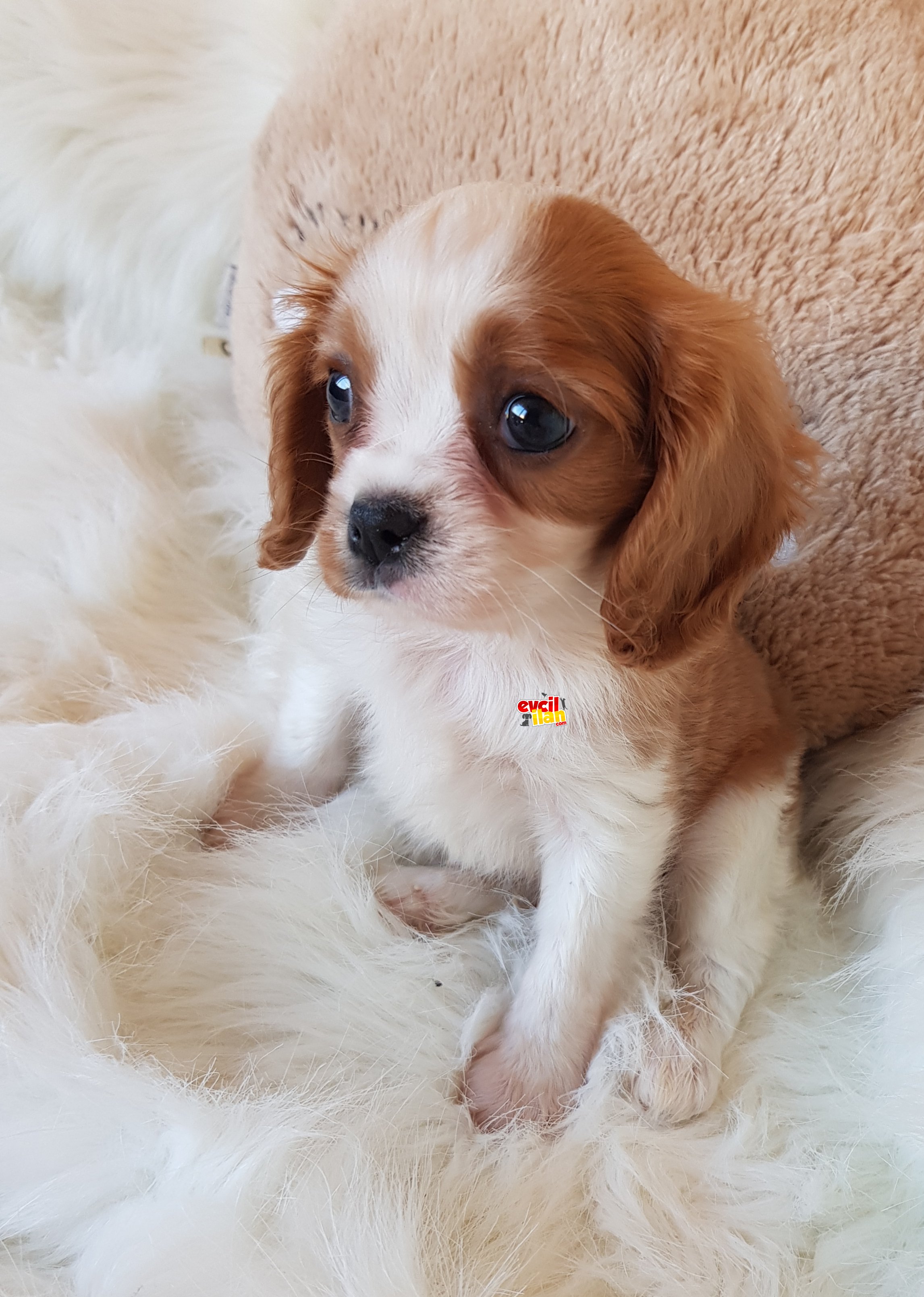 Orijinal cavalier king charles Erkek Yavrumuz 