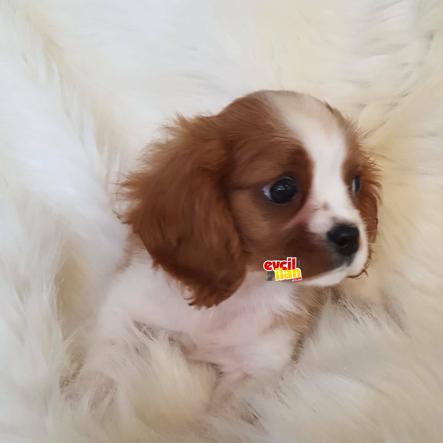 Orijinal cavalier king charles yavrumuz