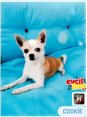 Orijinal Erkek Chihuahua Sıfır Boy Elma Kafa Küt Burun