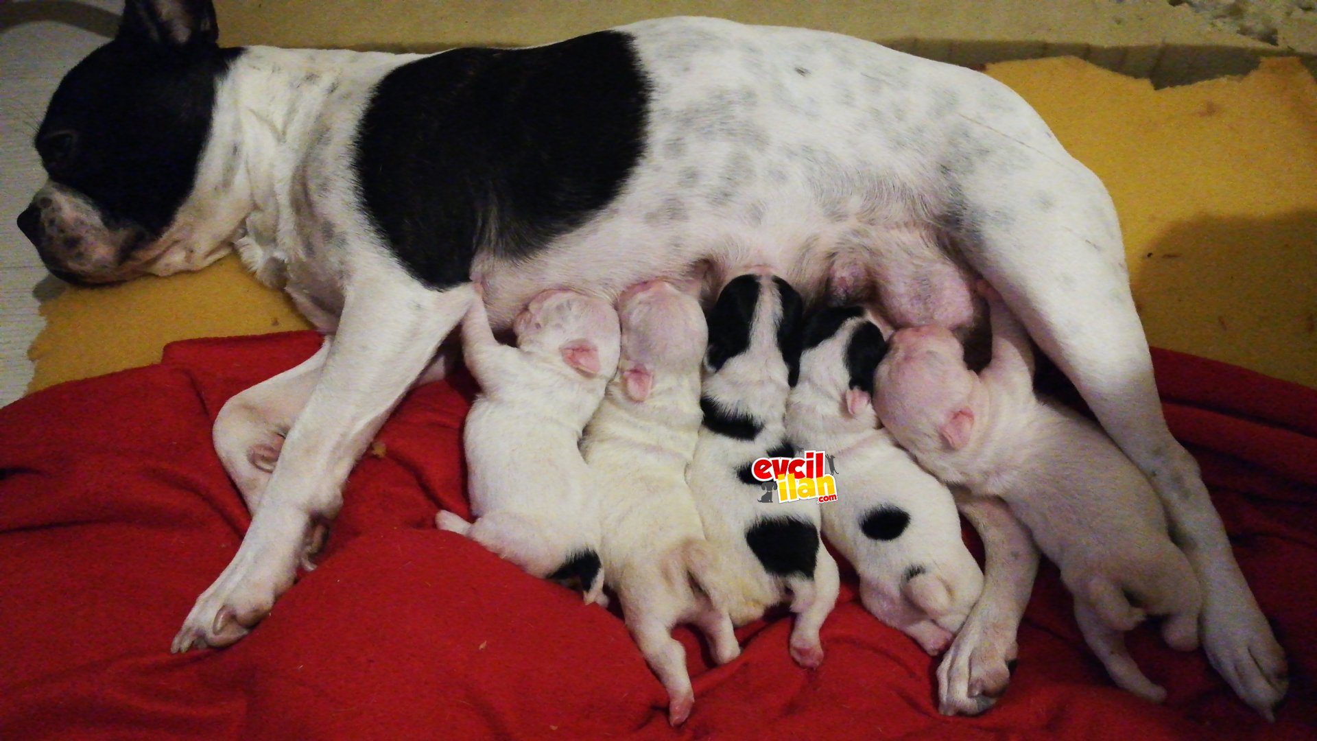 Orijinal french bulldogg yavrularımız