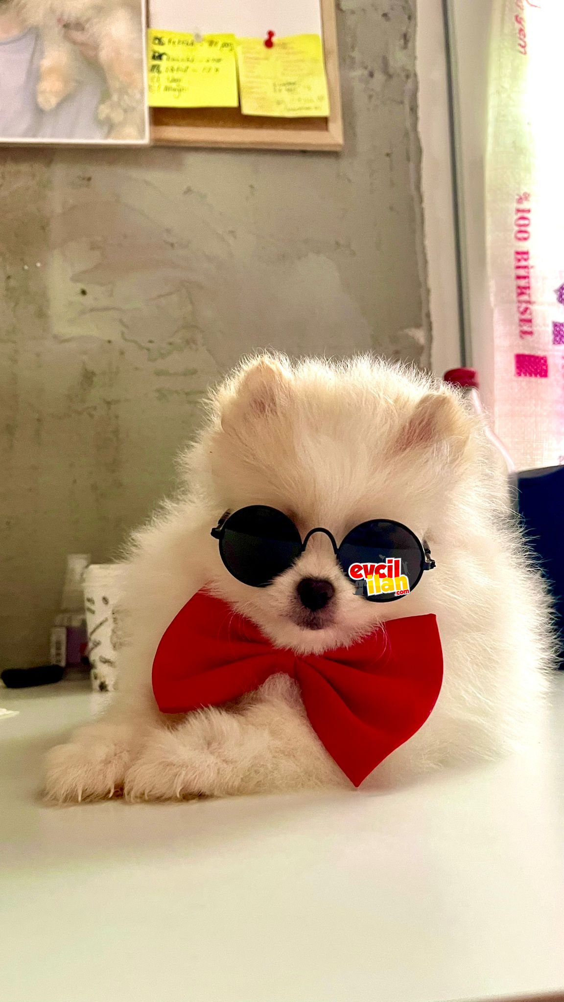 ORİJİNAL POMERANİAN BOO - PART COLOR ERKEK 