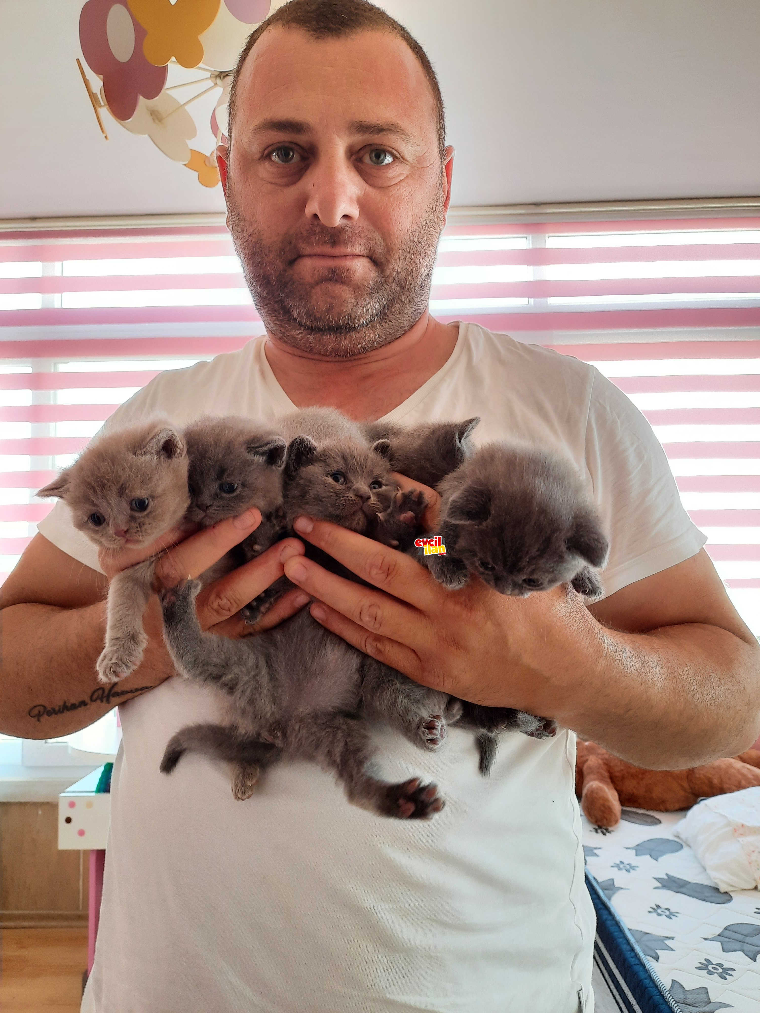 Orijinal saf ırk Scottish fold