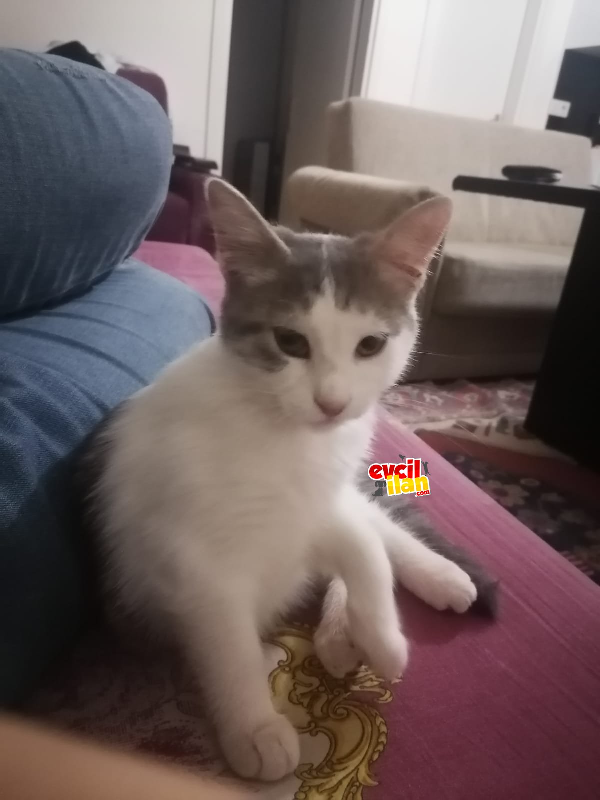 ORJİANL KIRKLARELİ TEKİRİ