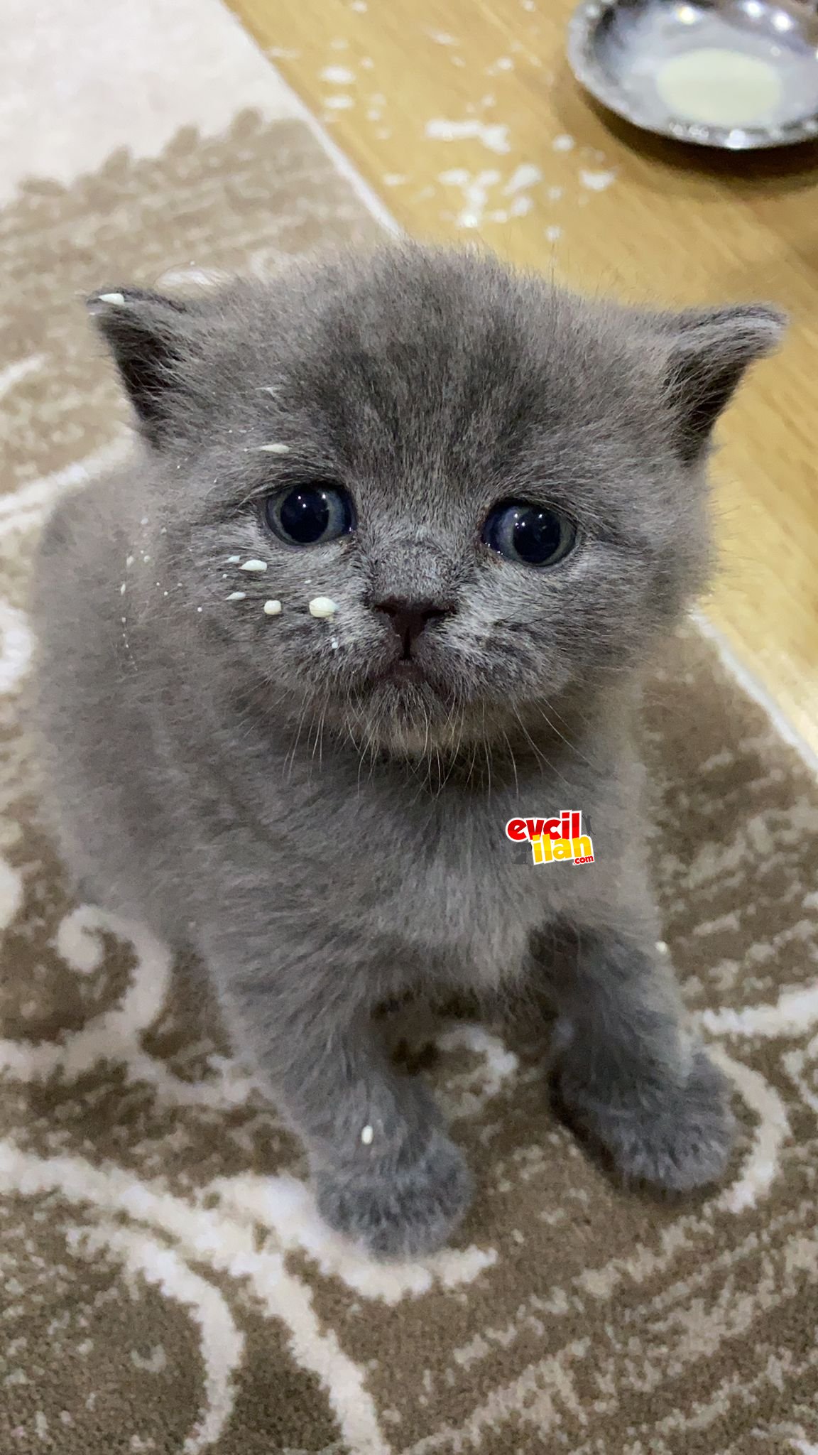 Orjinal 35 günlük british shorthair dişi kızımız gayet sağlıklı hala emiyor 2 aylık olunca verilecektir