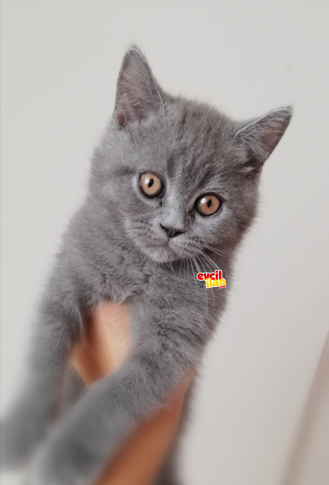 orjinal anne babaya sahip British Shorthair