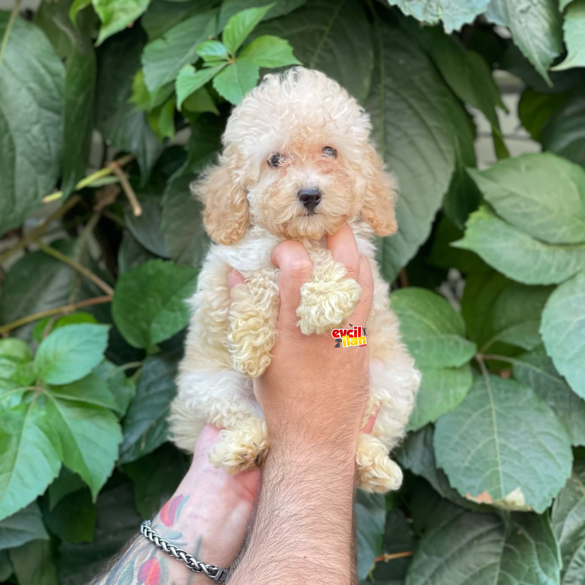 Orjinal apricot dişi toy poodle yavrumuz