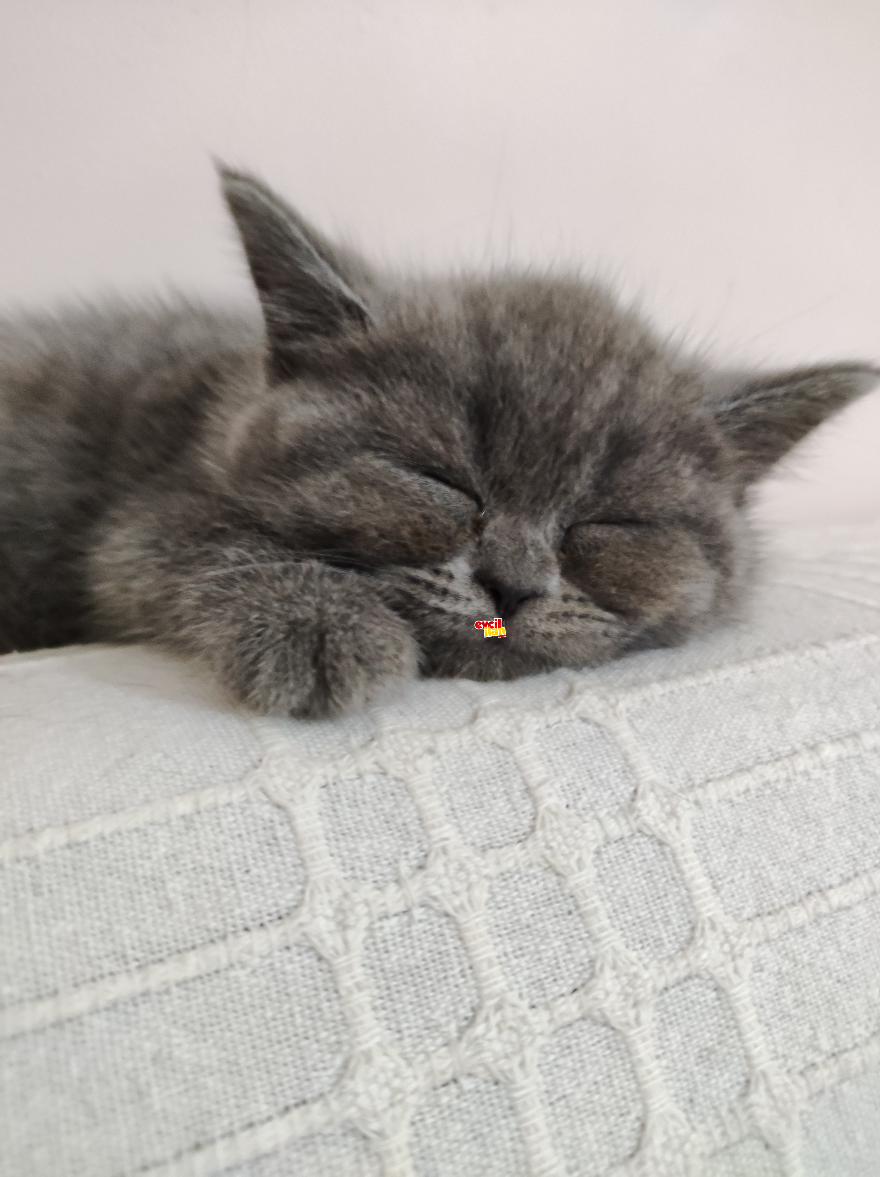 ORJİNAL Ayı surat dişi british shorthair yavrumuz