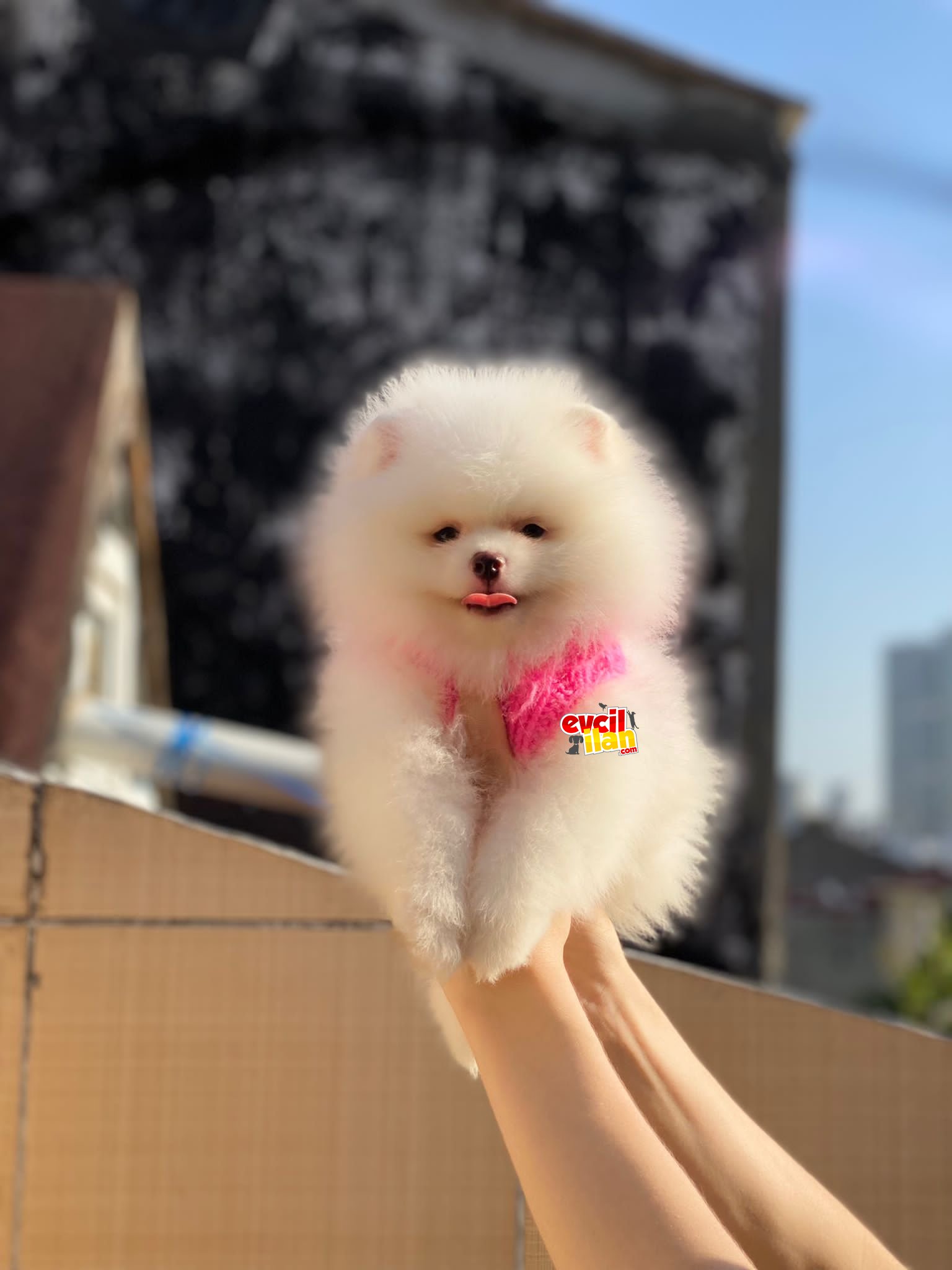 Orjinal Ayıcık Suratlı Pomeranian Boo Prensesimiz