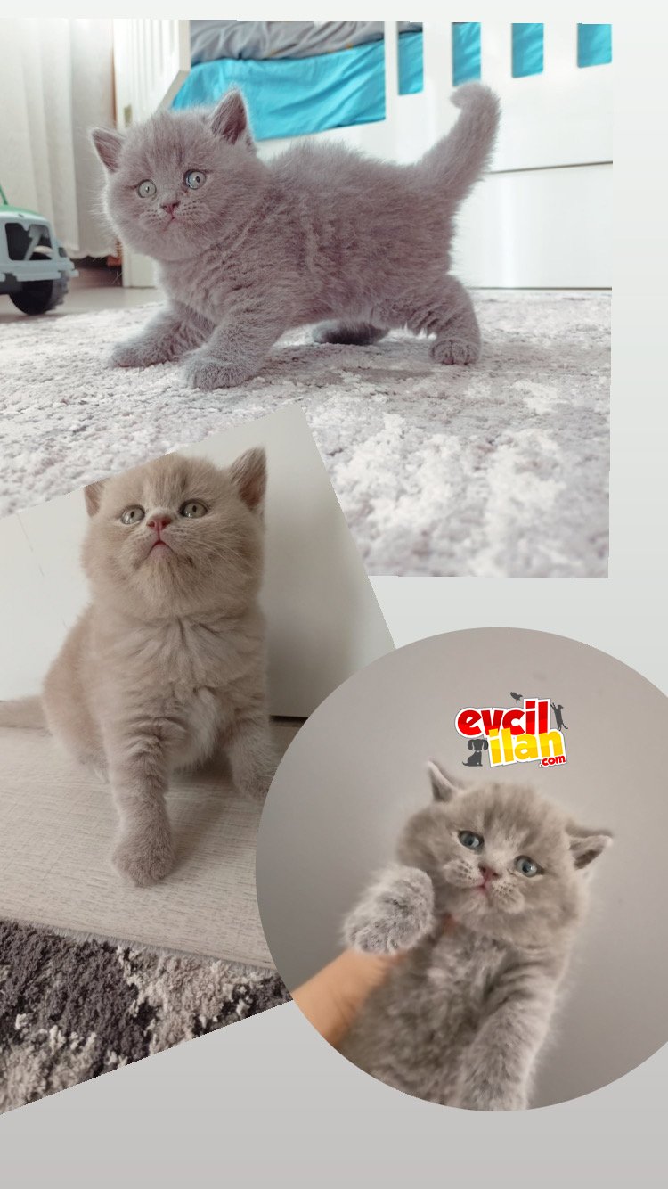 ORJİNAL BEAR FACE YAVRULAR
