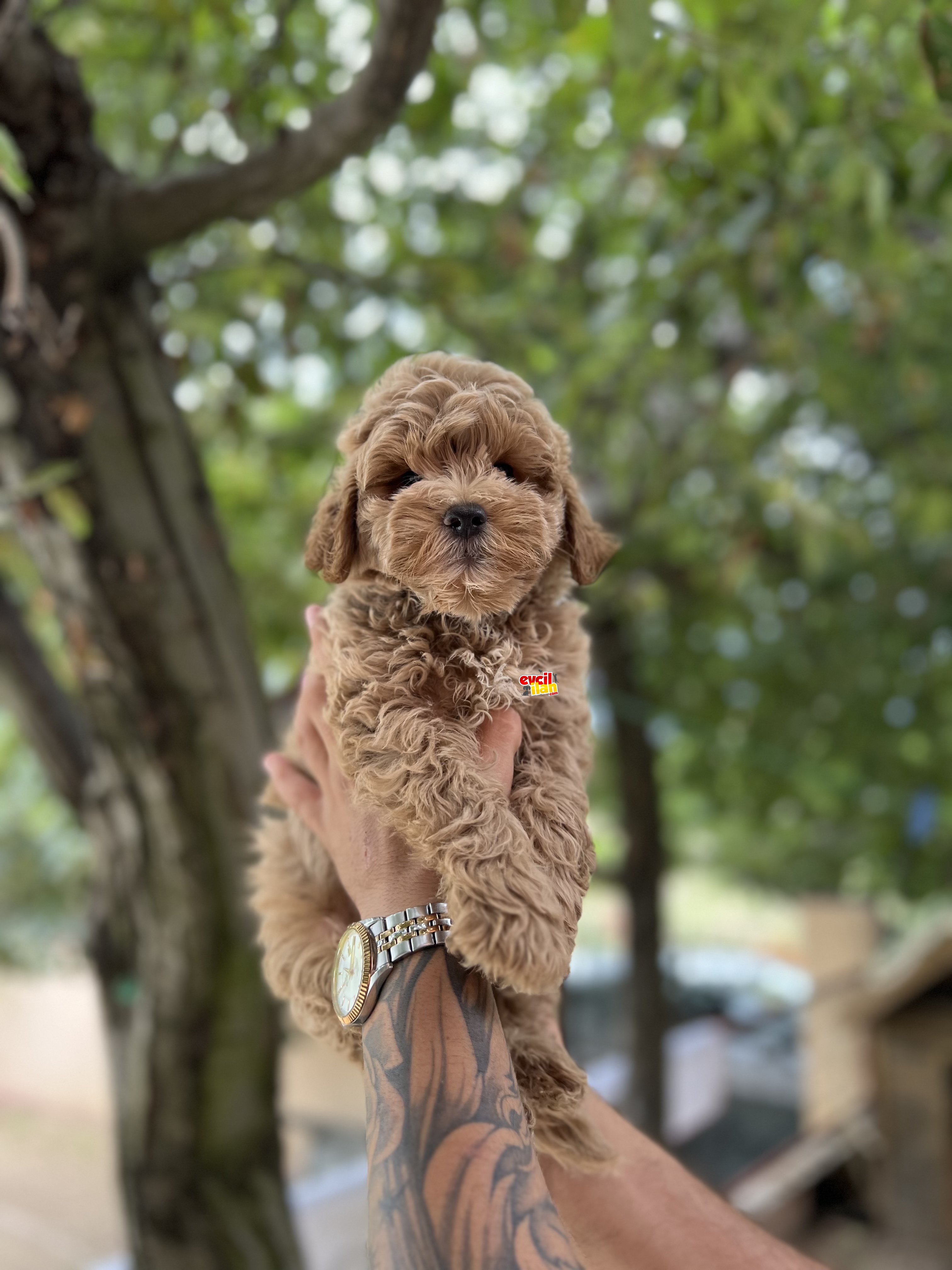 Orjinal Bebek Surat Maltipoo Yavrular