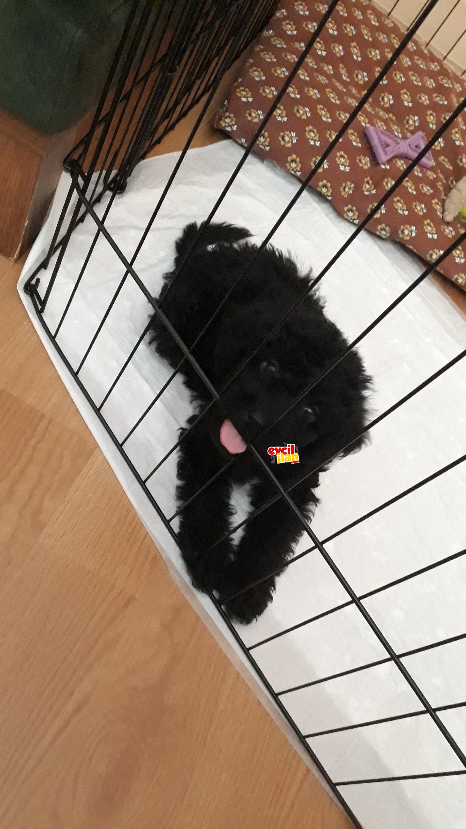 Orjinal black poddle