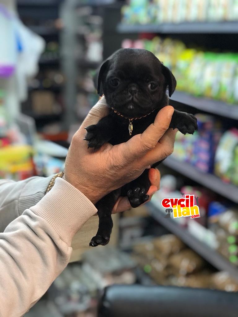 ORJİNAL BLACK PUG YAVRUMUZ 