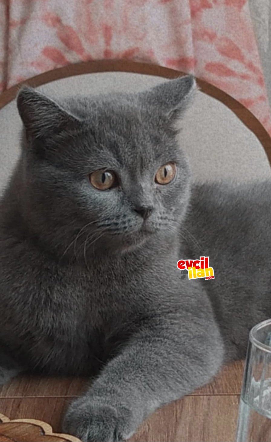 Orjinal british kısırlaştırılmamış