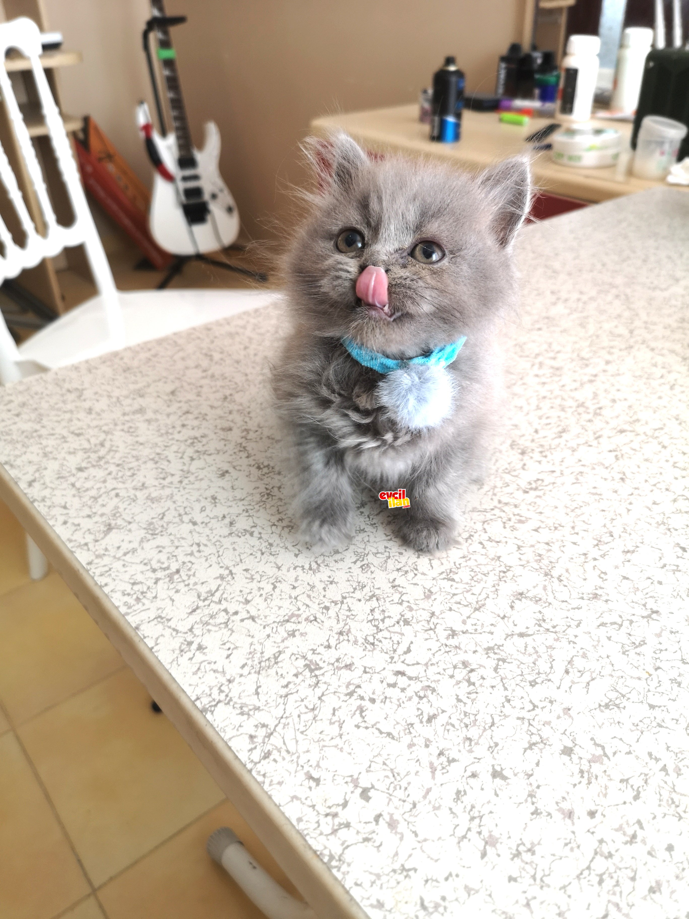 Orjinal british longhair yavruları