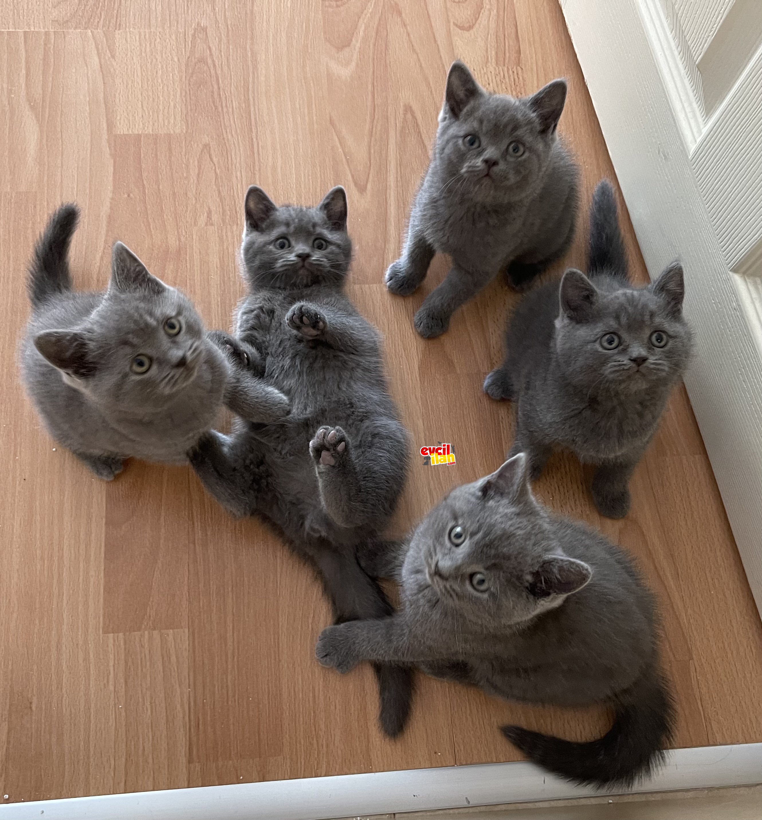 Orjinal British Short Hair Erkek yavrular