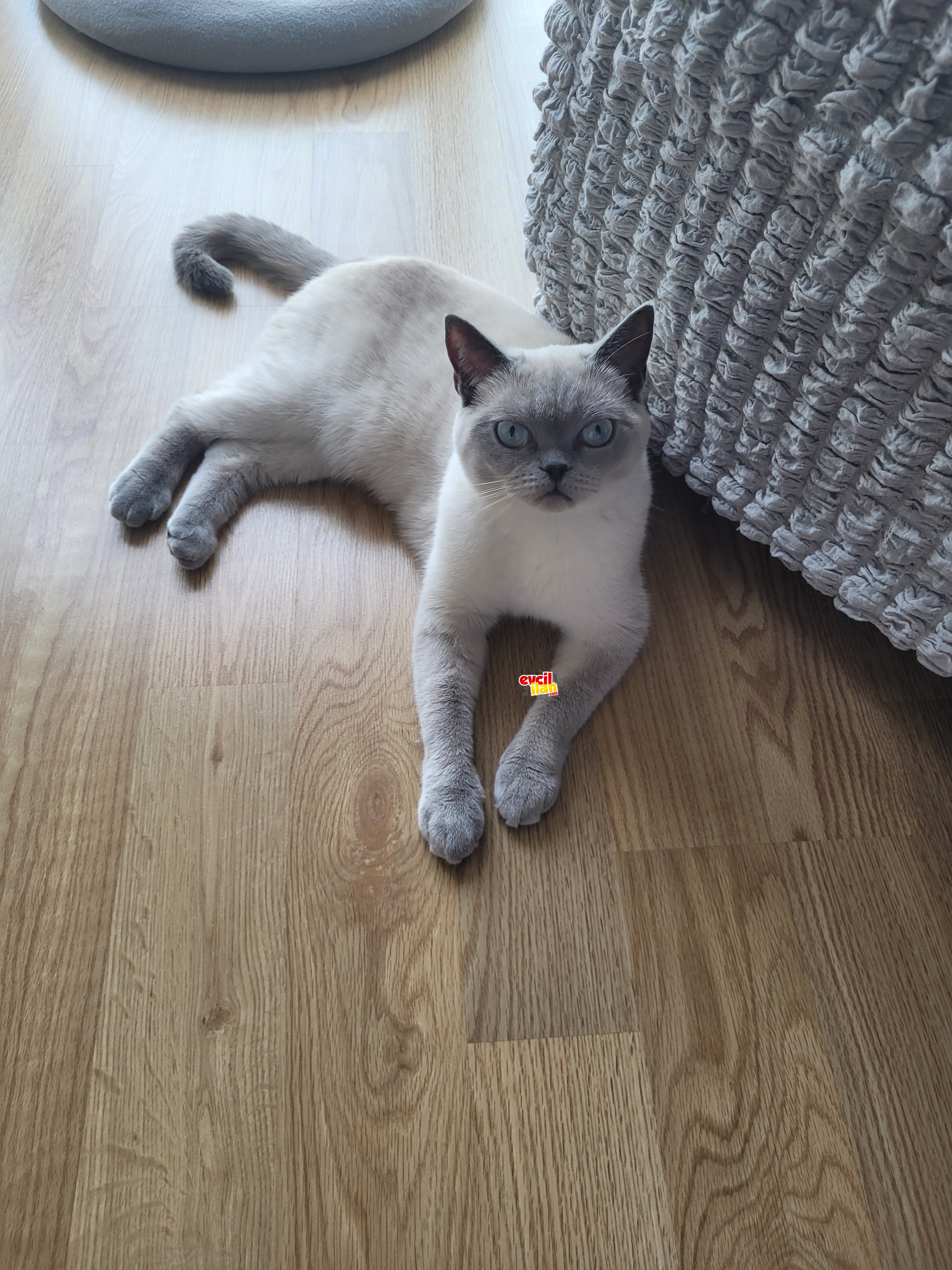 Orjinal British shorthair kızkardeşler 1 yaşında