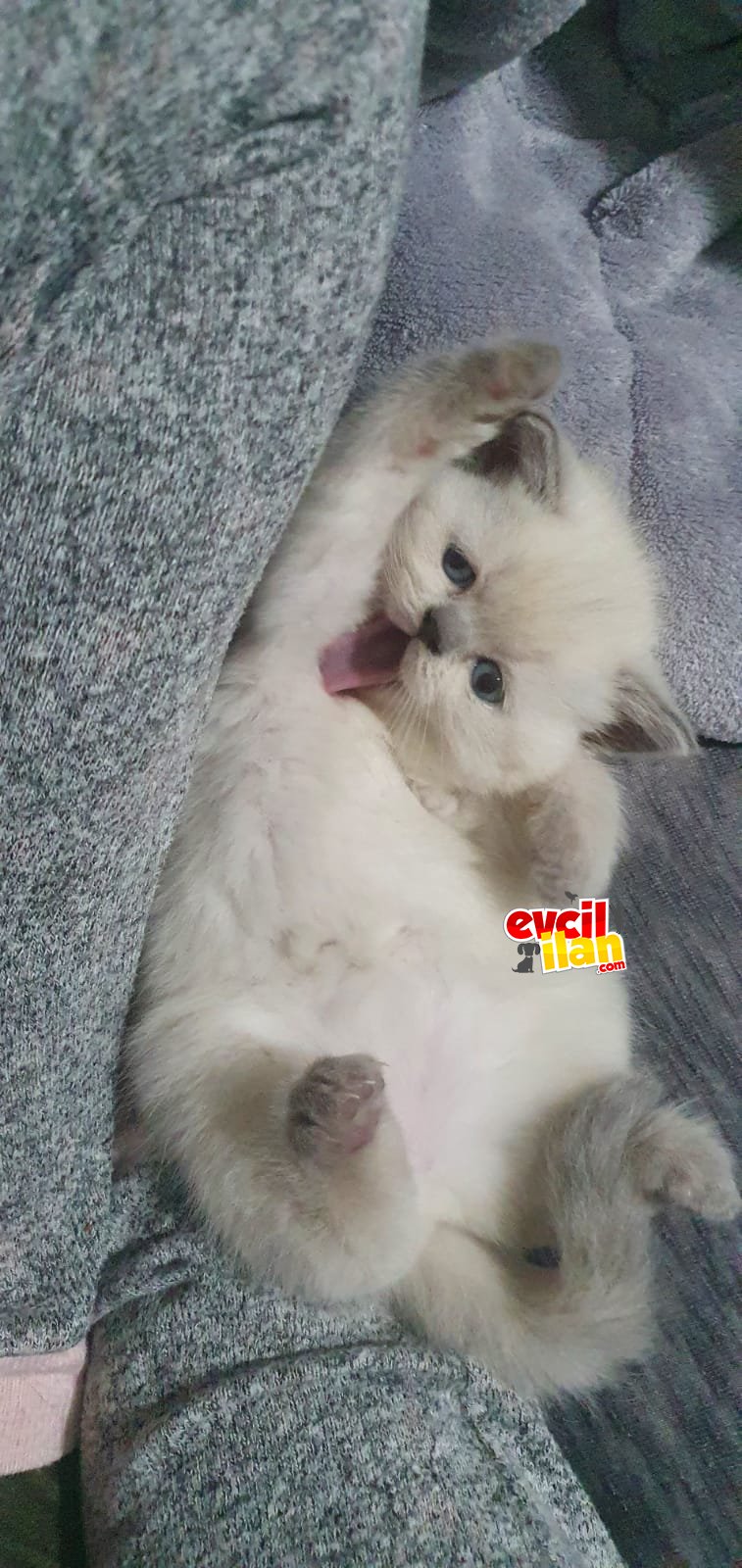 Orjinal british shorthair 