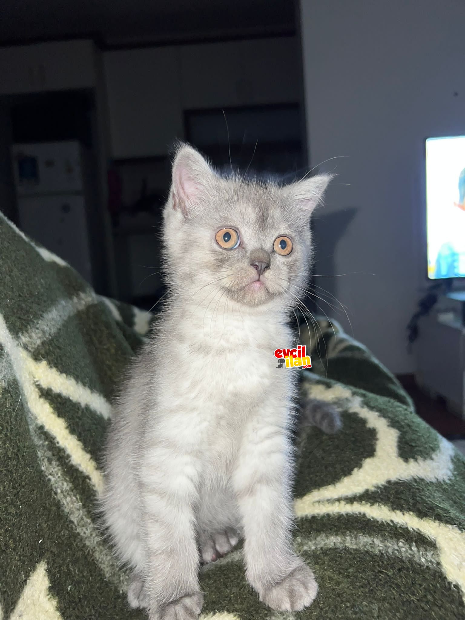 Orjinal British Shorthair