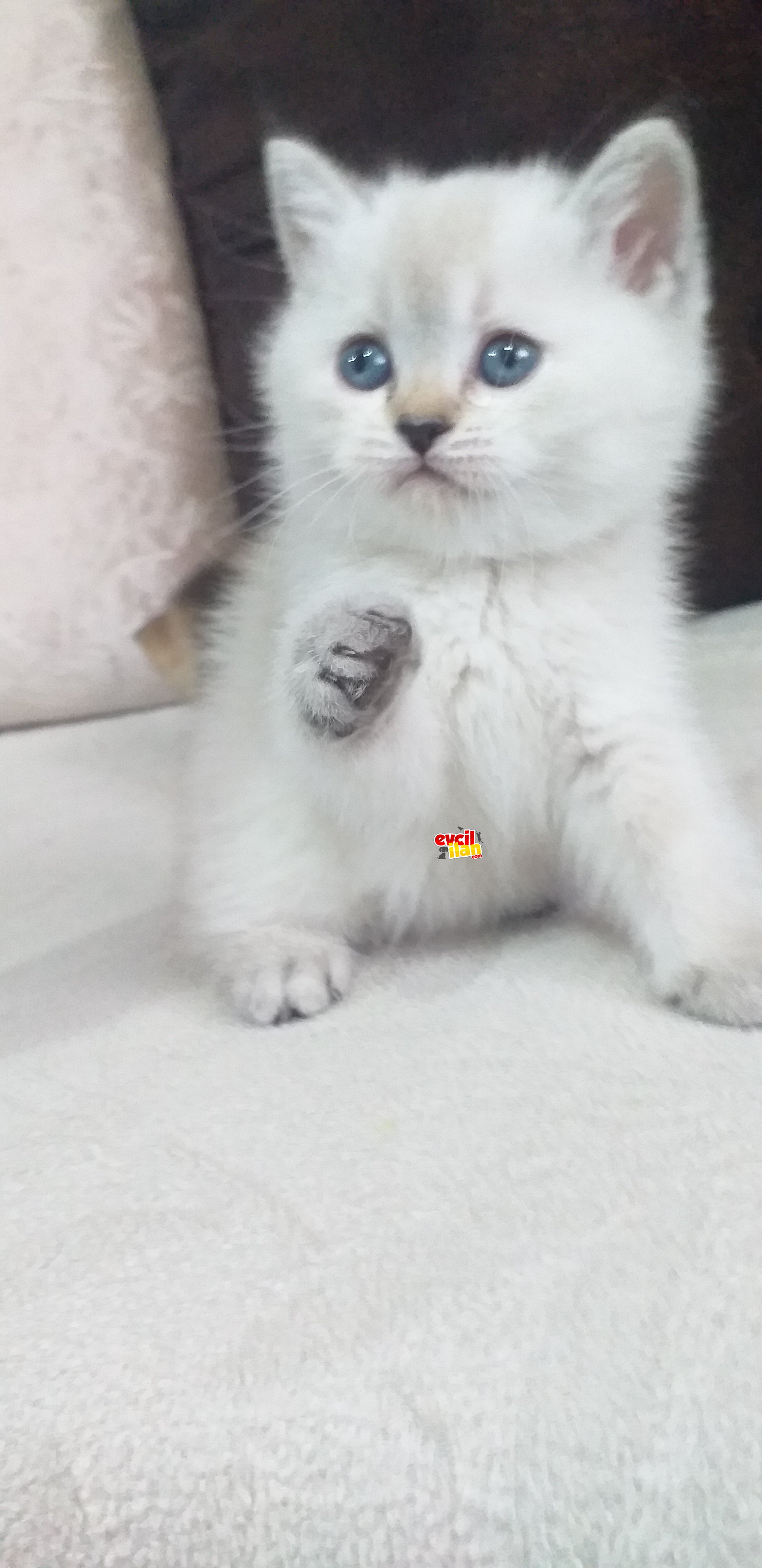 Orjinal british shorthair