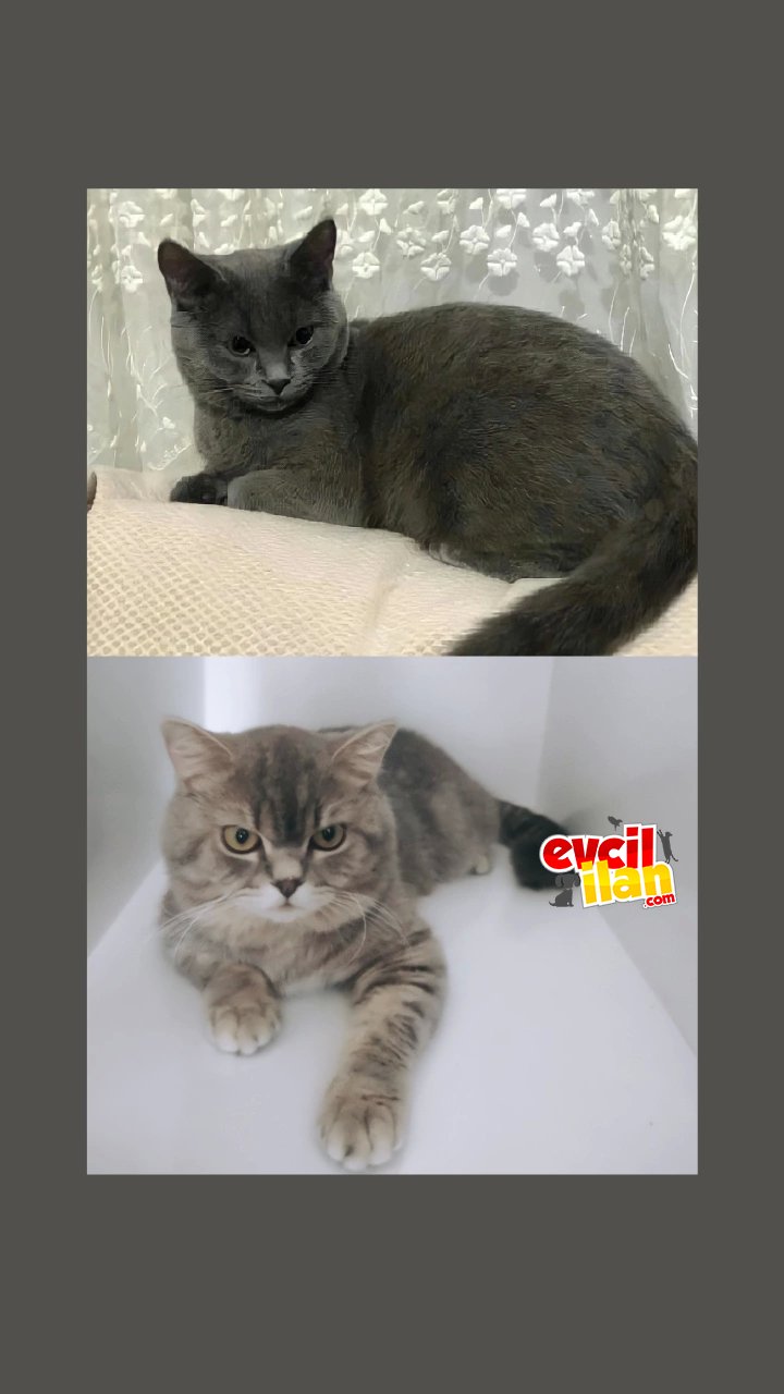 Orjinal British Shorthair