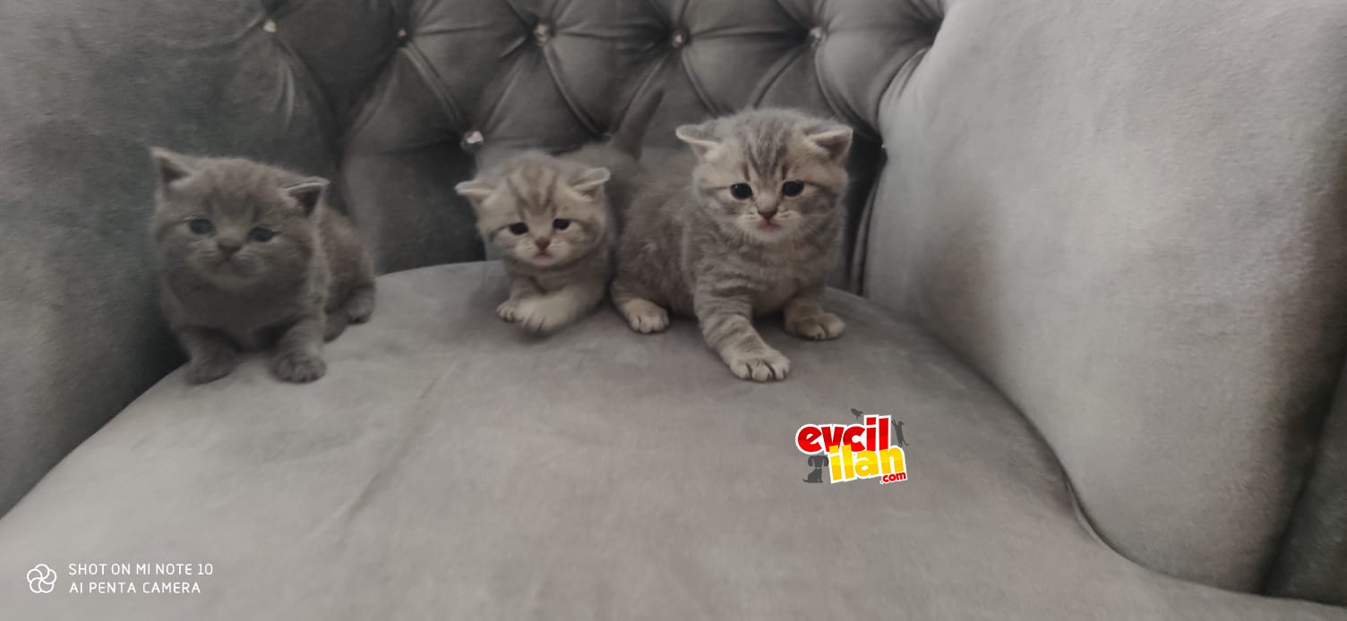 ORJİNAL BRİTİSH YAVRULAR SAHİBİNDEN