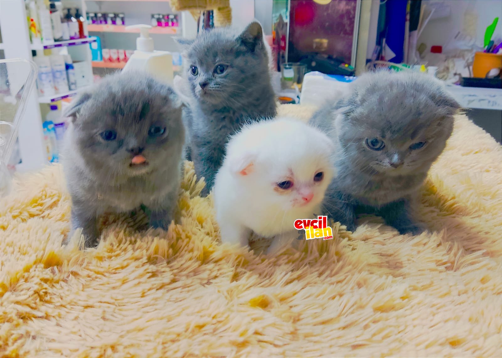 ORJİNAL BRİTİSH YAVRULAR