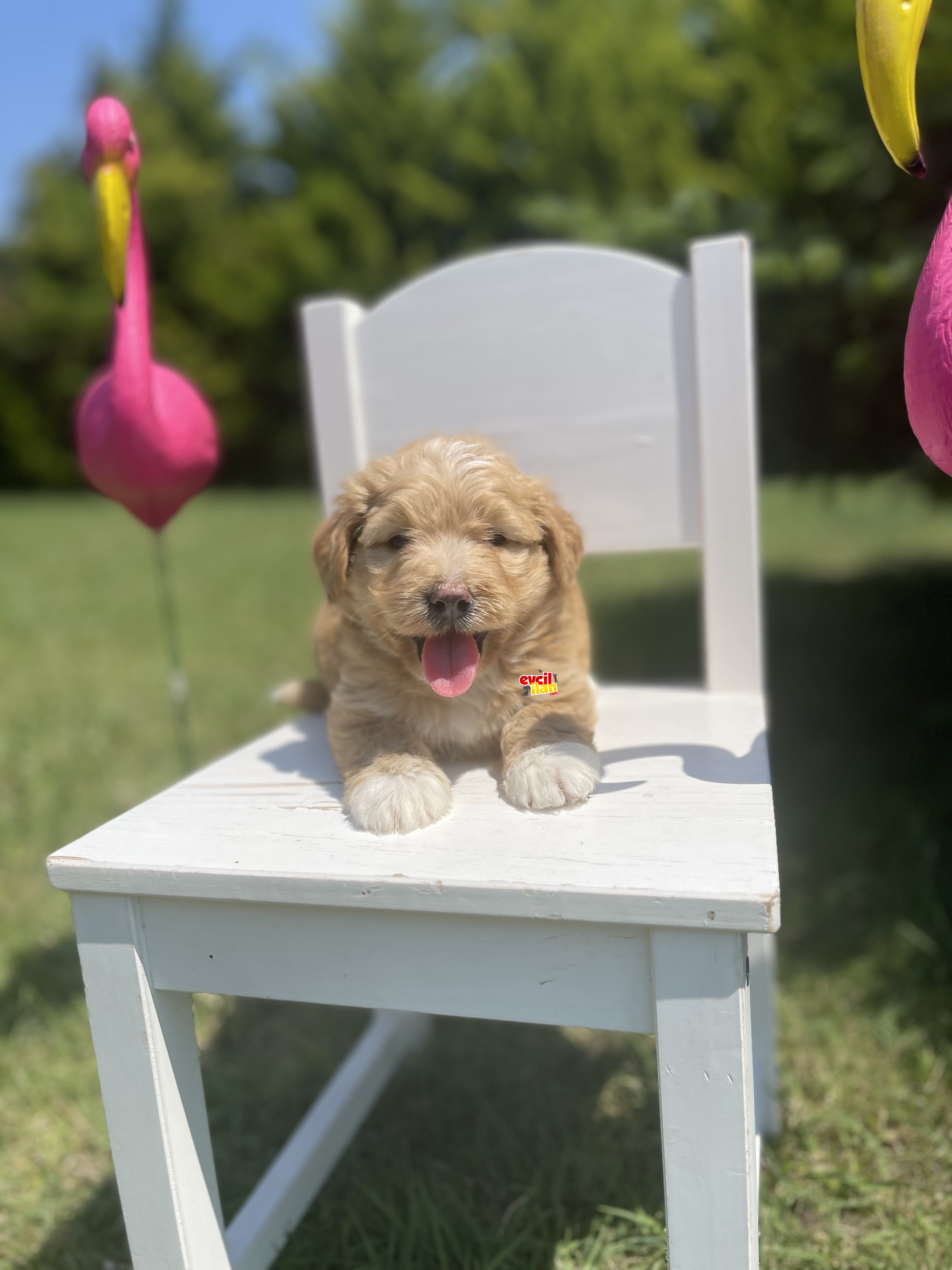 Orjinal Ciftligimizden Maltipoo Bebekler