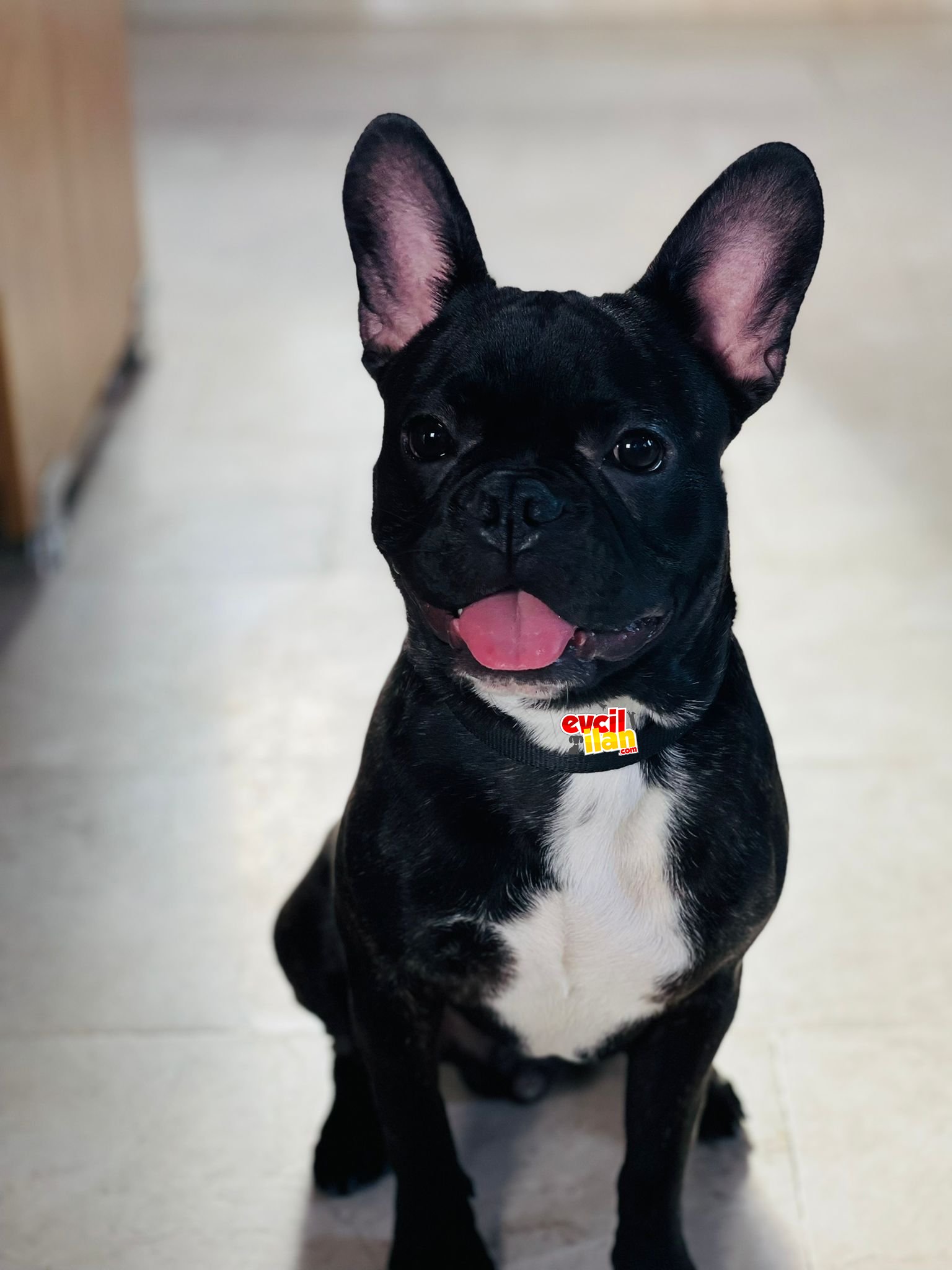Orjinal French Bulldog 8 aylık erkek 