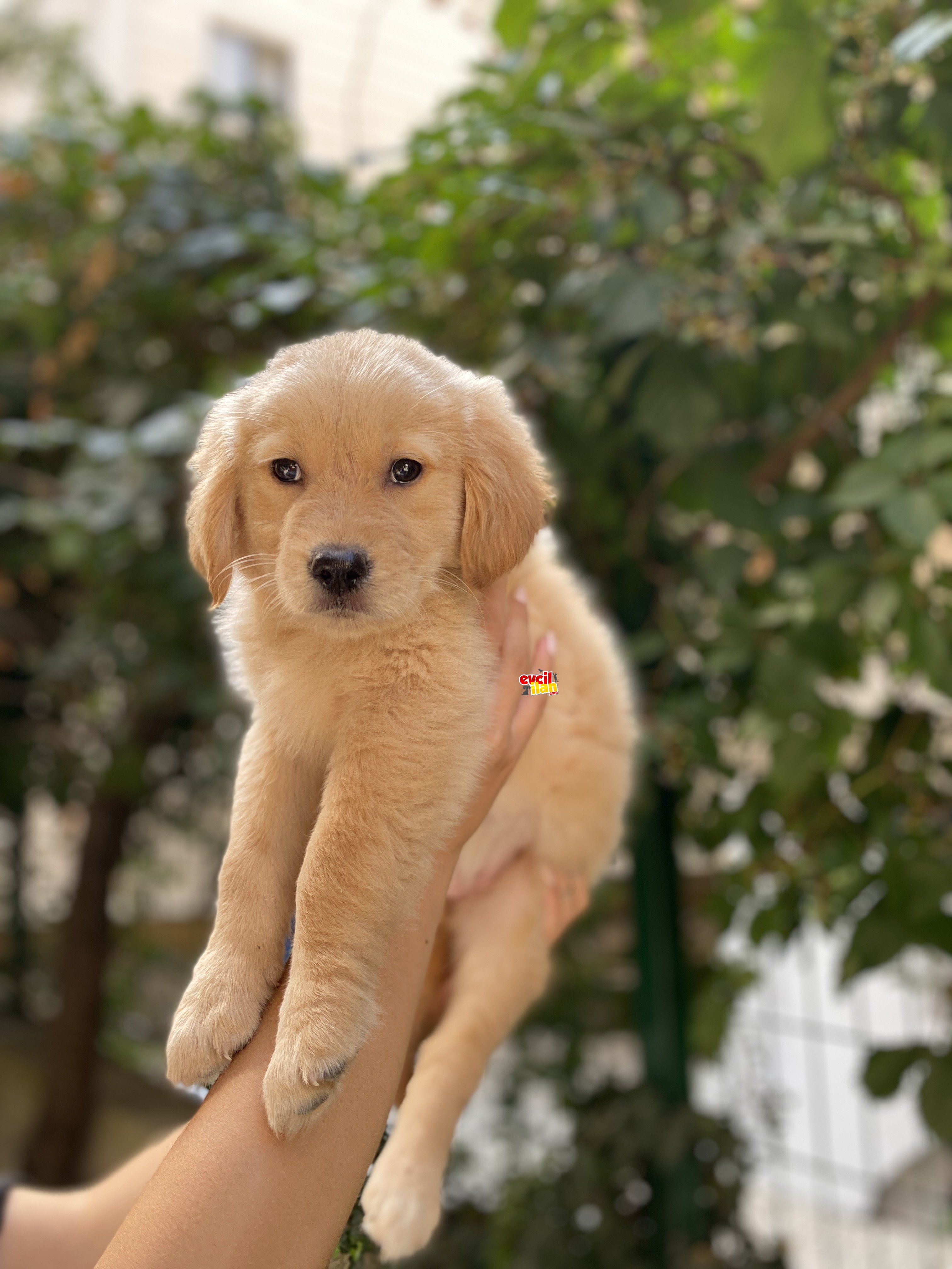 Orjinal Golden Retriever Bebekler 