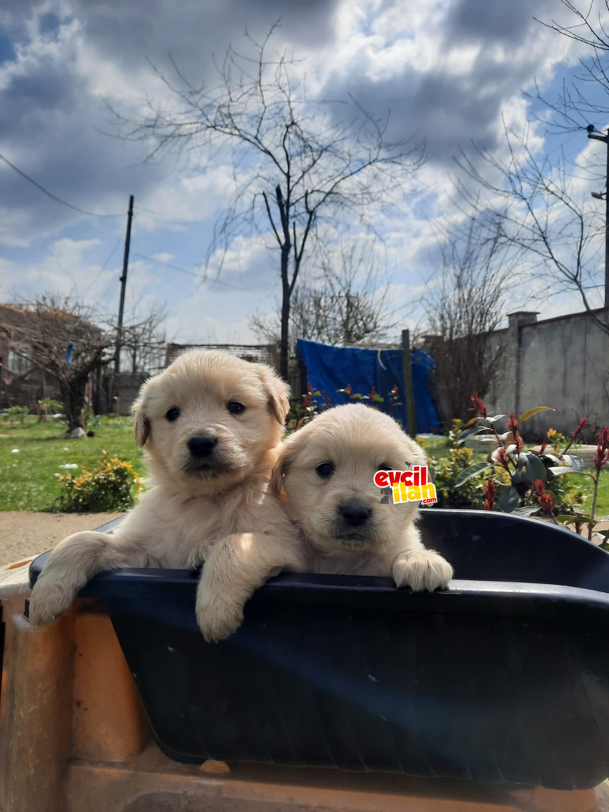 Orjinal golden retriever 