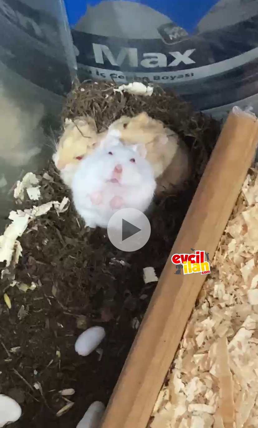 Orjinal Gonzales tatlı Hamster