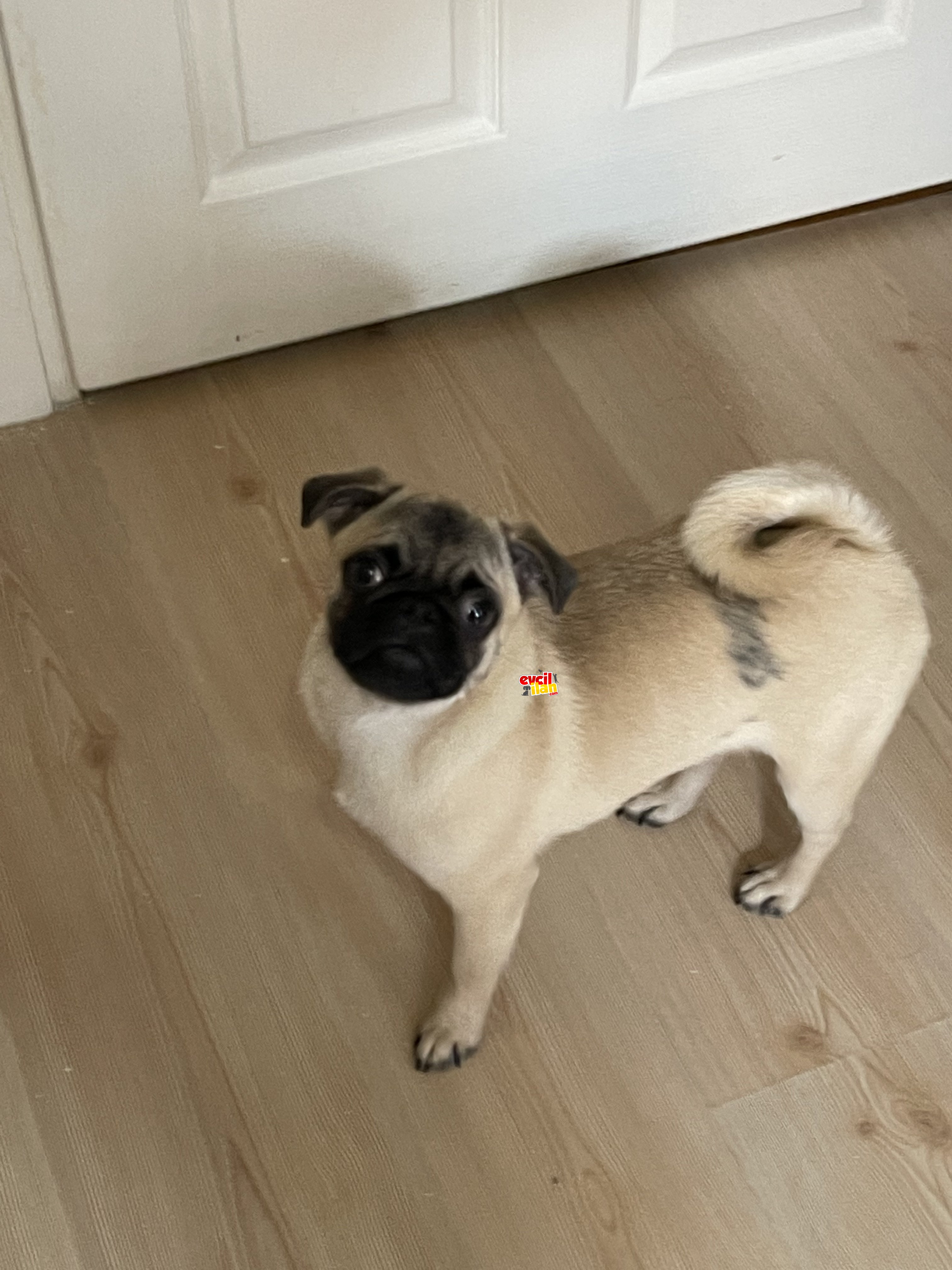ORJİNAL GÜL KUYRUK 5 AYLIK PUG ERKEK