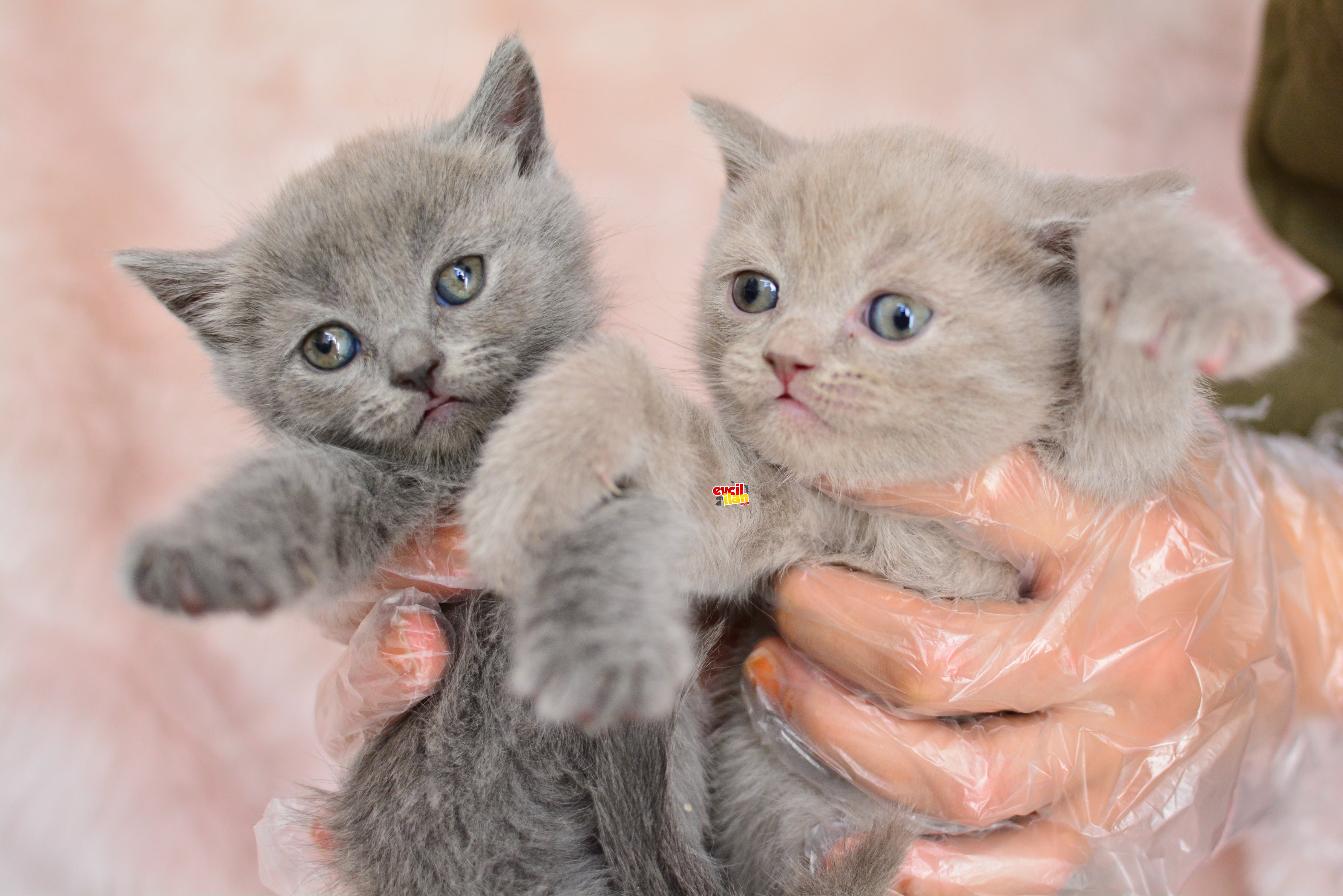 ORJINAL IRK BRITISH SHORTHAIR YAVRULARIMIZ