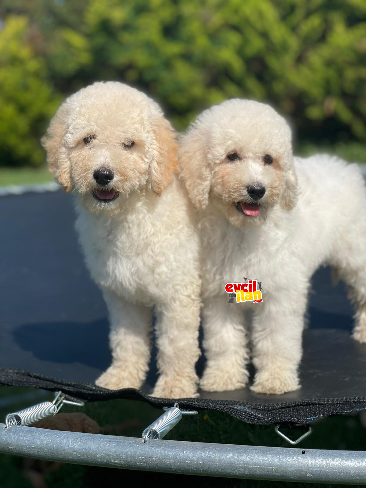 ORJINAL IRK GARANTILI STANDART BOY LABRADOODLE YAVRULAR