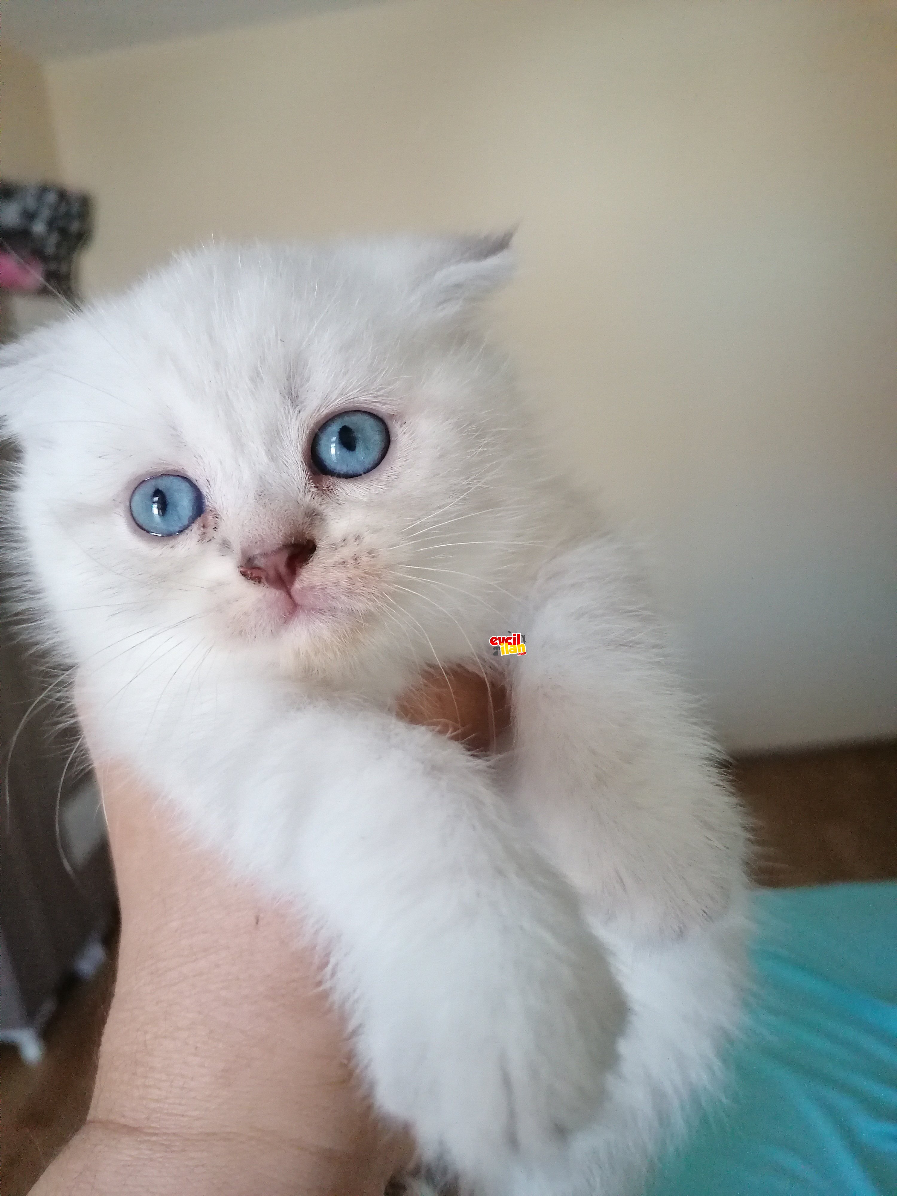 Acil cuma günü petshopa gidecekler ailelesi olsun 