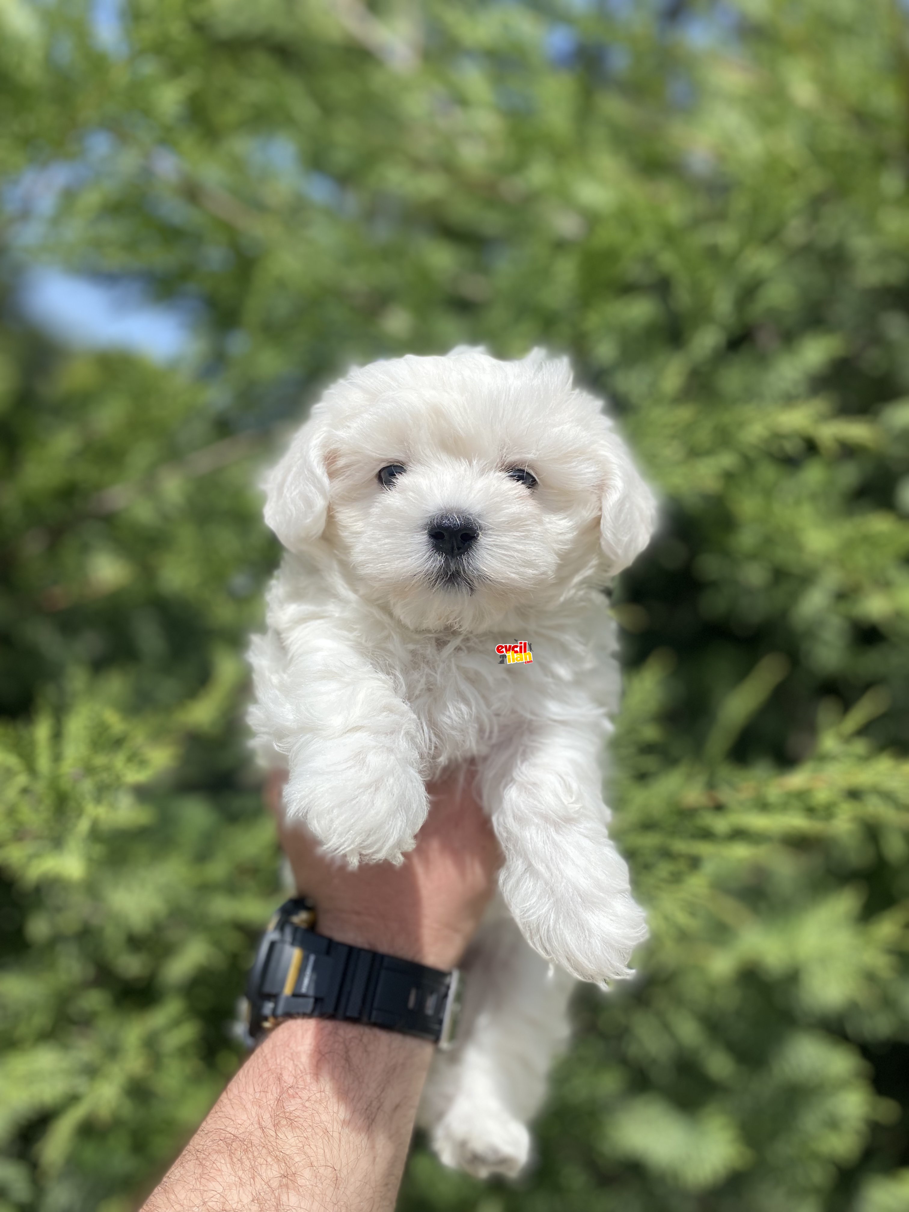 ORJİNAL MALTESE TERRIER BEBEKLER