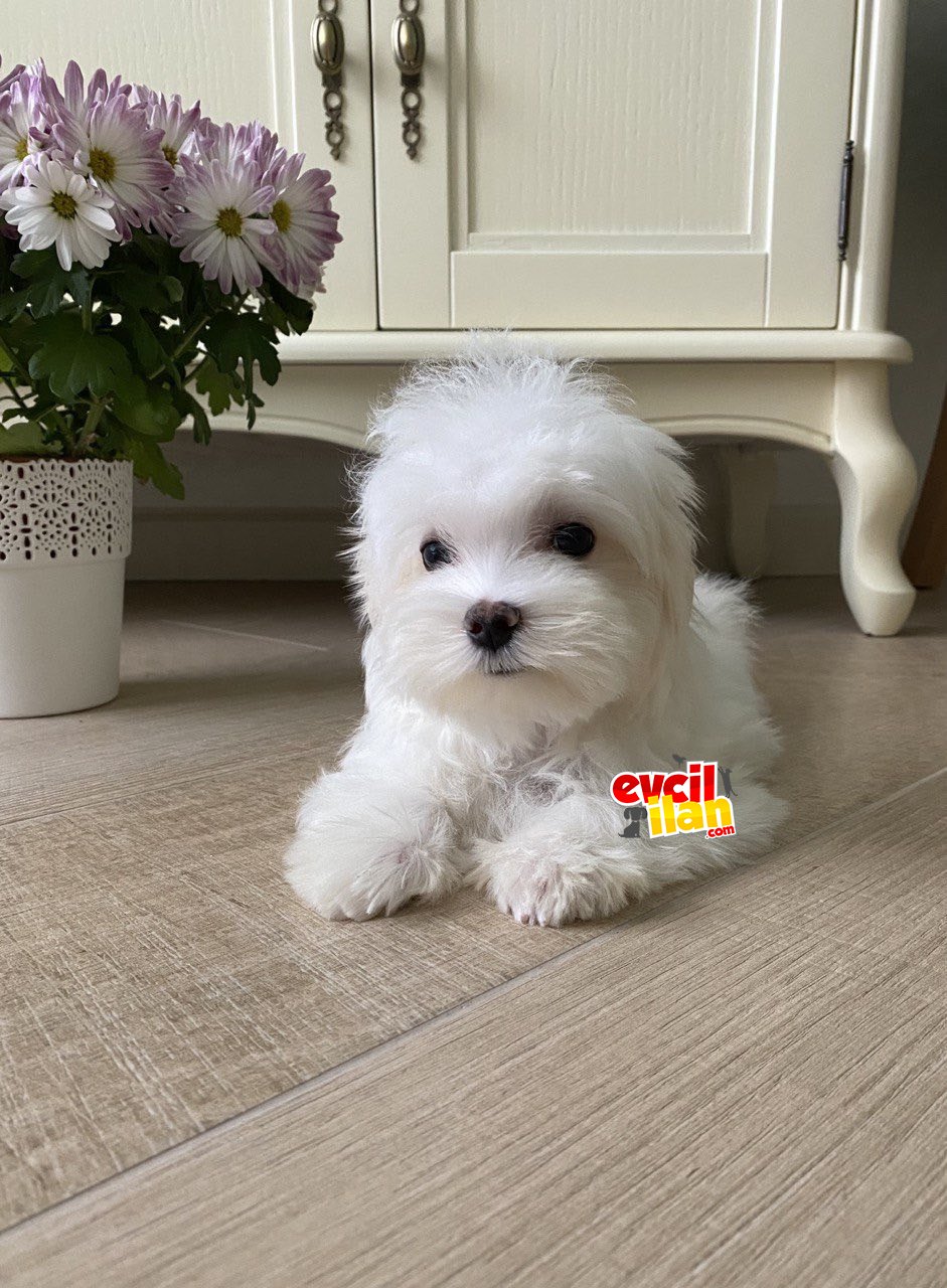 Orjinal maltese terrier kore kanı @ goldpuppiess