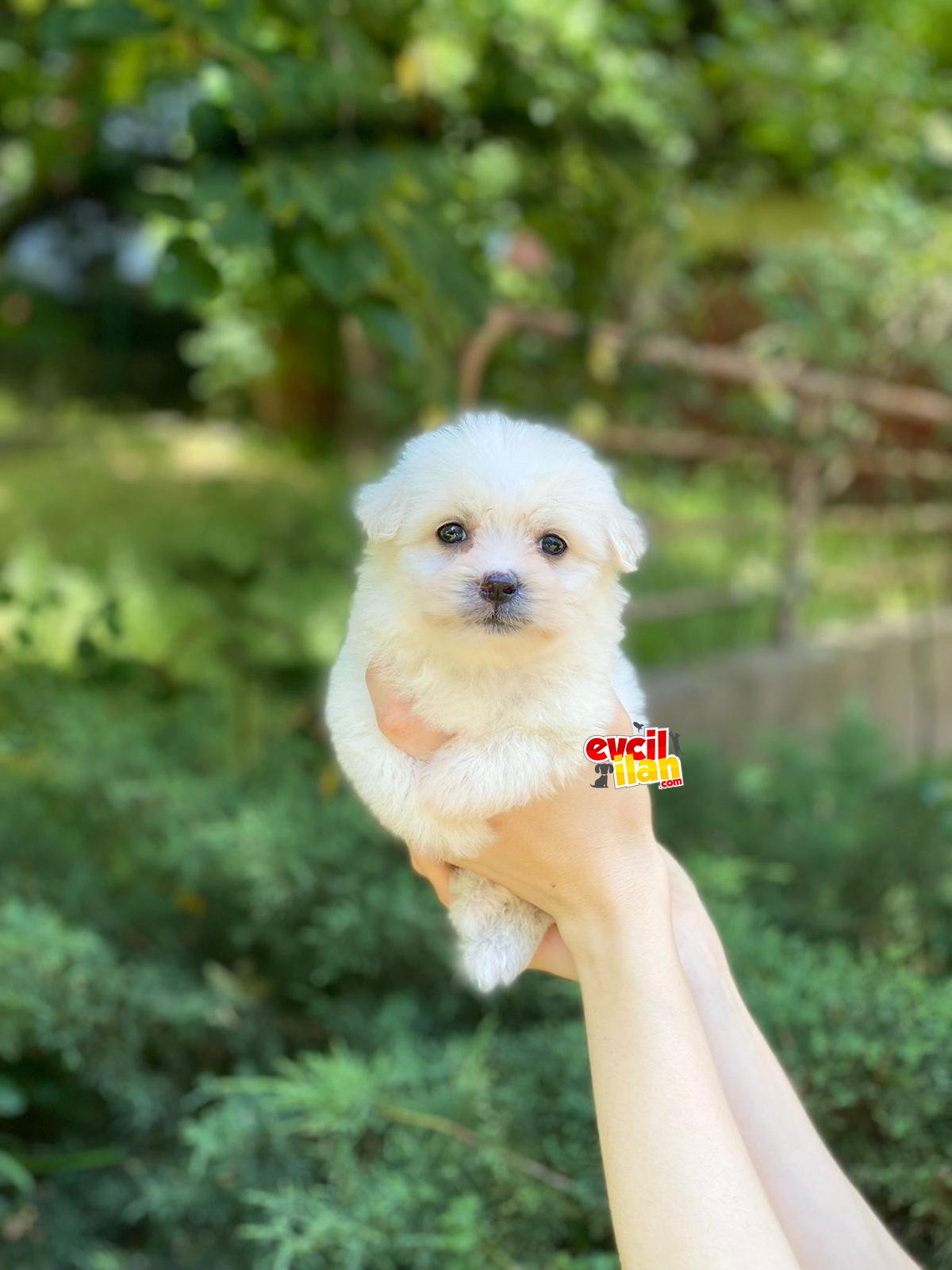 Orjinal Maltese Terrier Yavrularımız