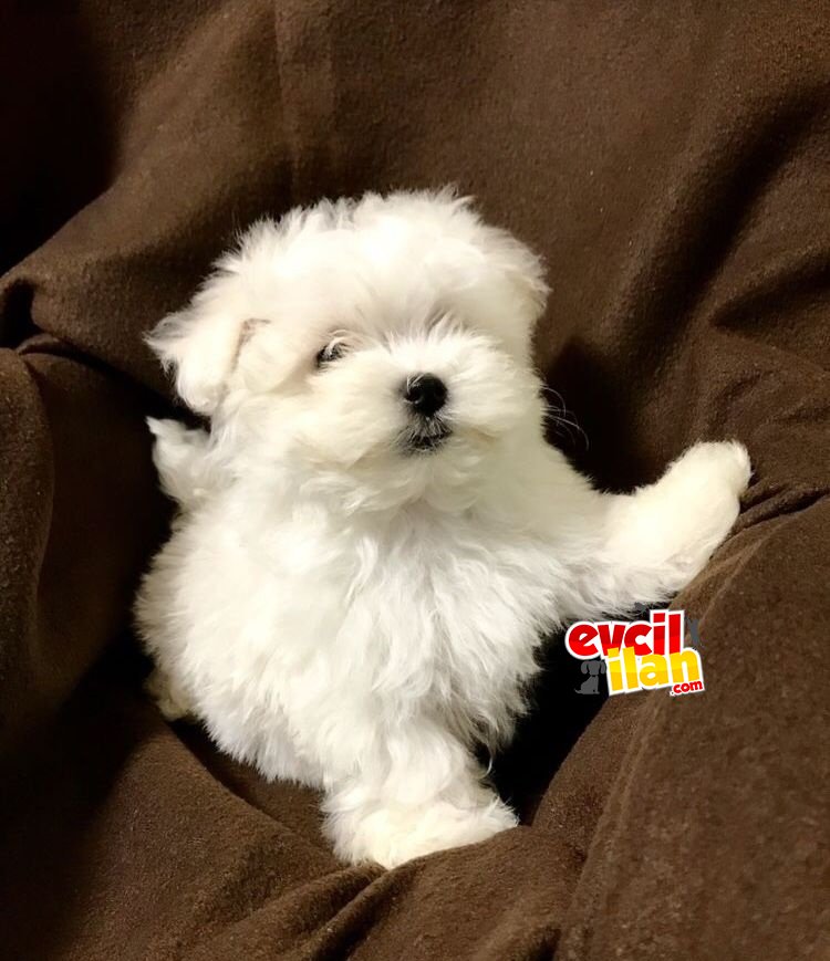 ORJİNAL MALTESE TERRİER