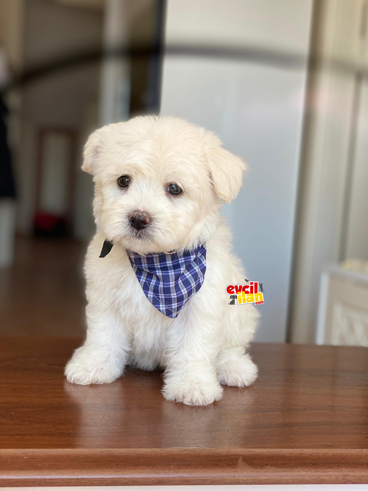 ORJİNAL MALTESE TERRİER